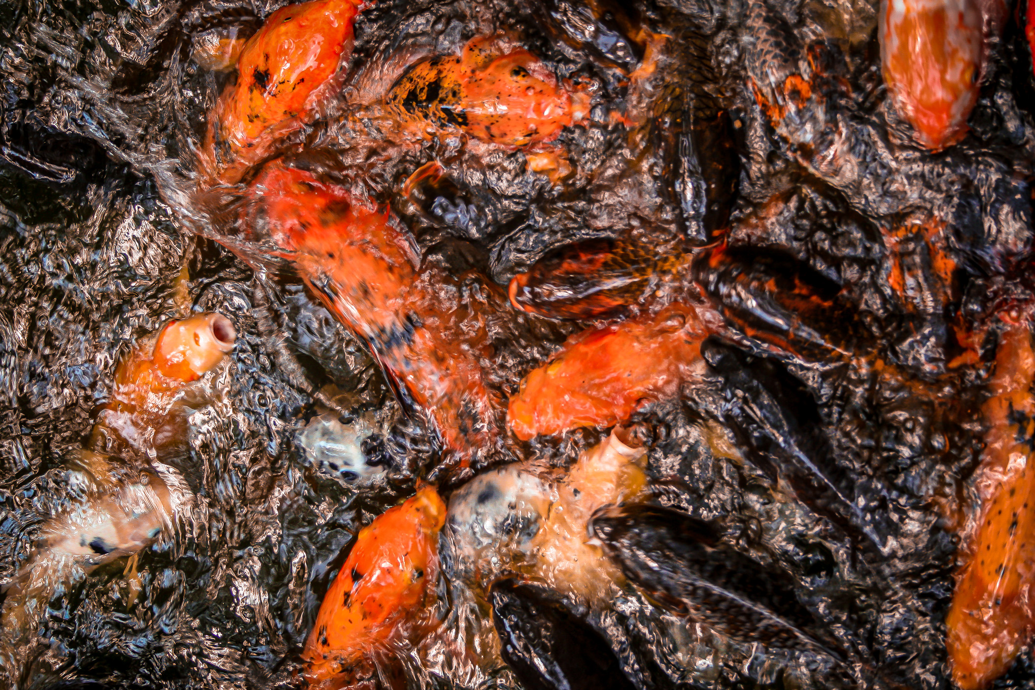 Koi fighting over food at the Japanese Garden in Fort Worth, Texas.