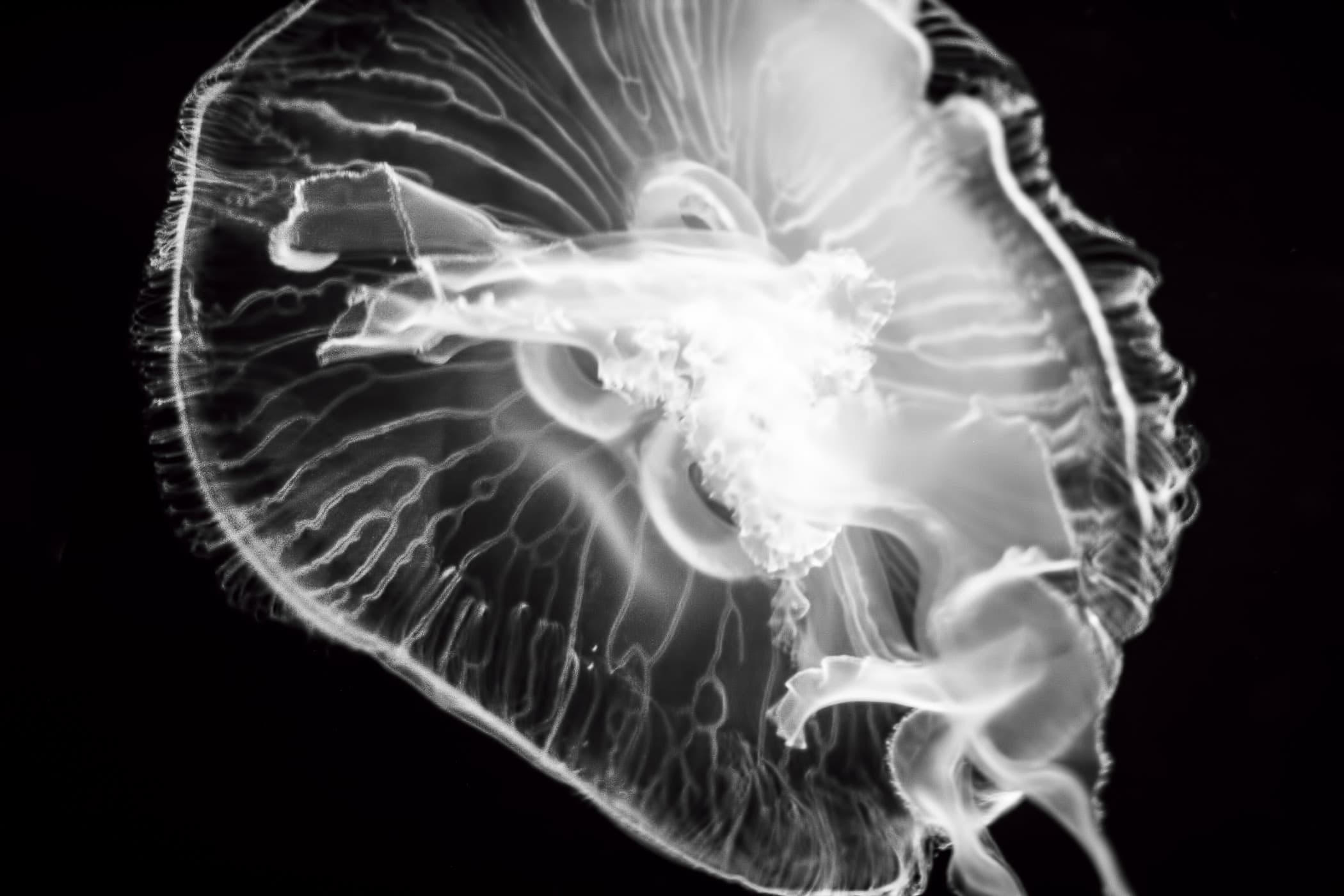 An ethereal jellyfish at the Dallas World Aquarium.