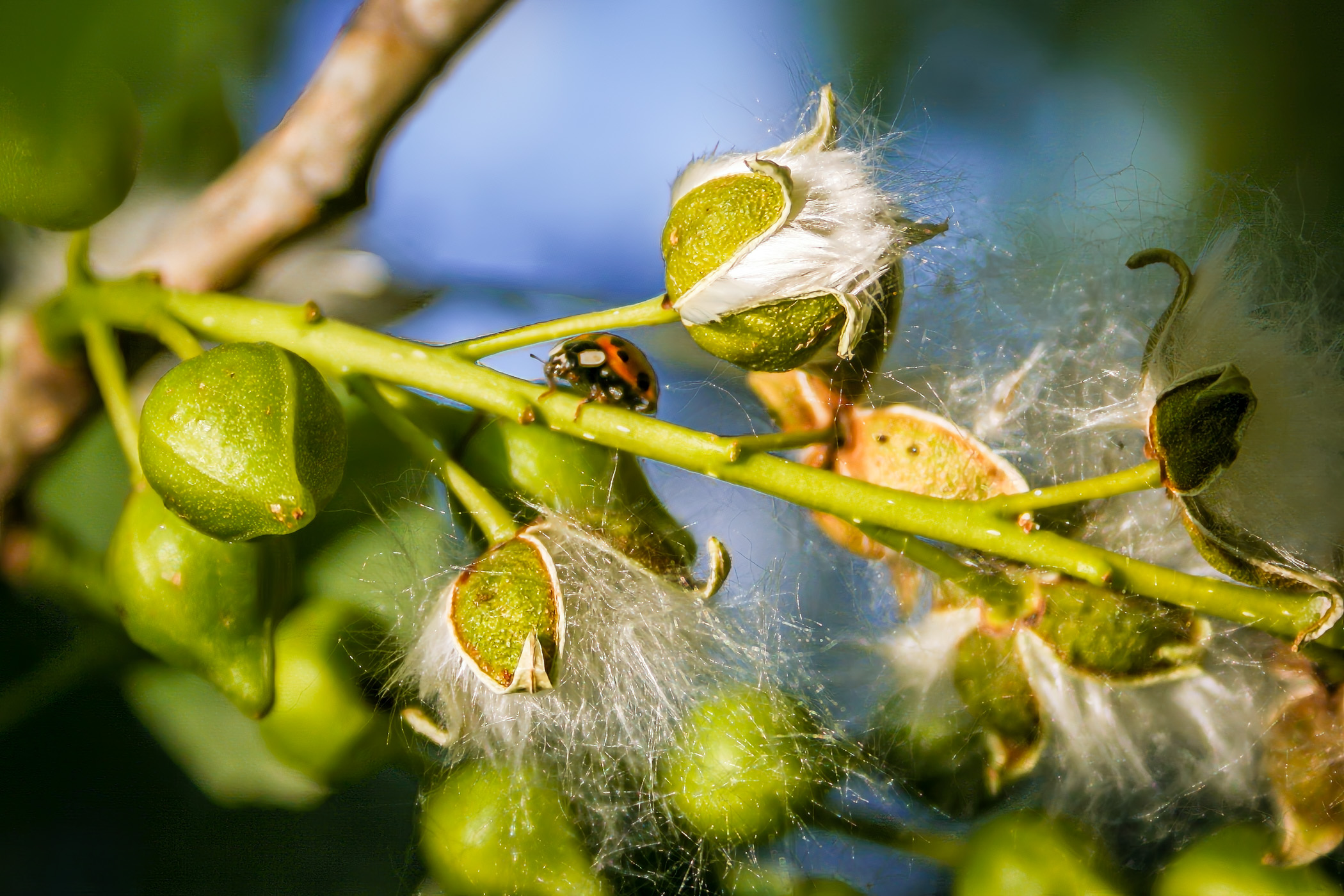 A ladybug crawls along a branch at White Rock Lake Park in Dallas.