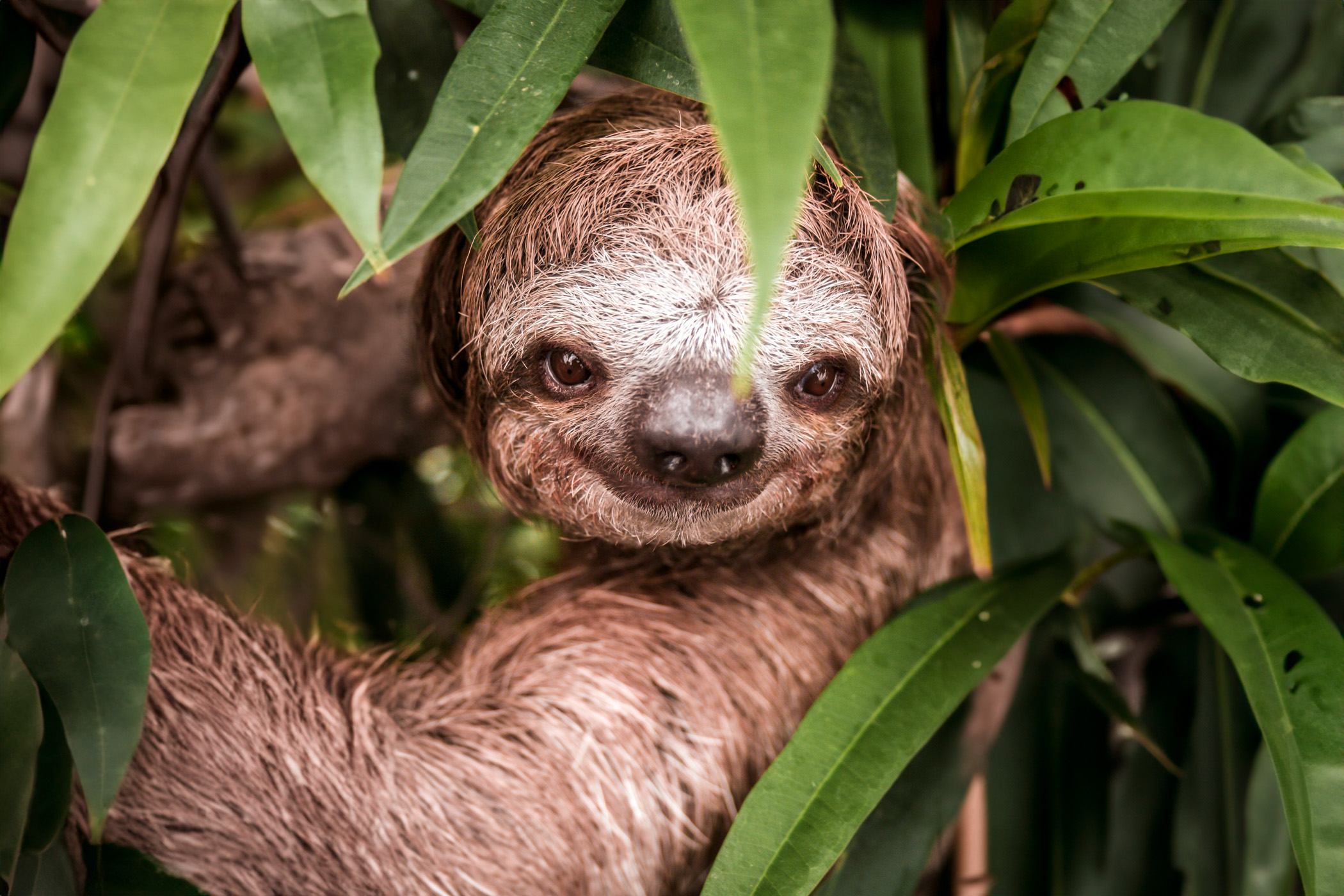 A sloth smiles for the camera at the Dallas World Aquarium.