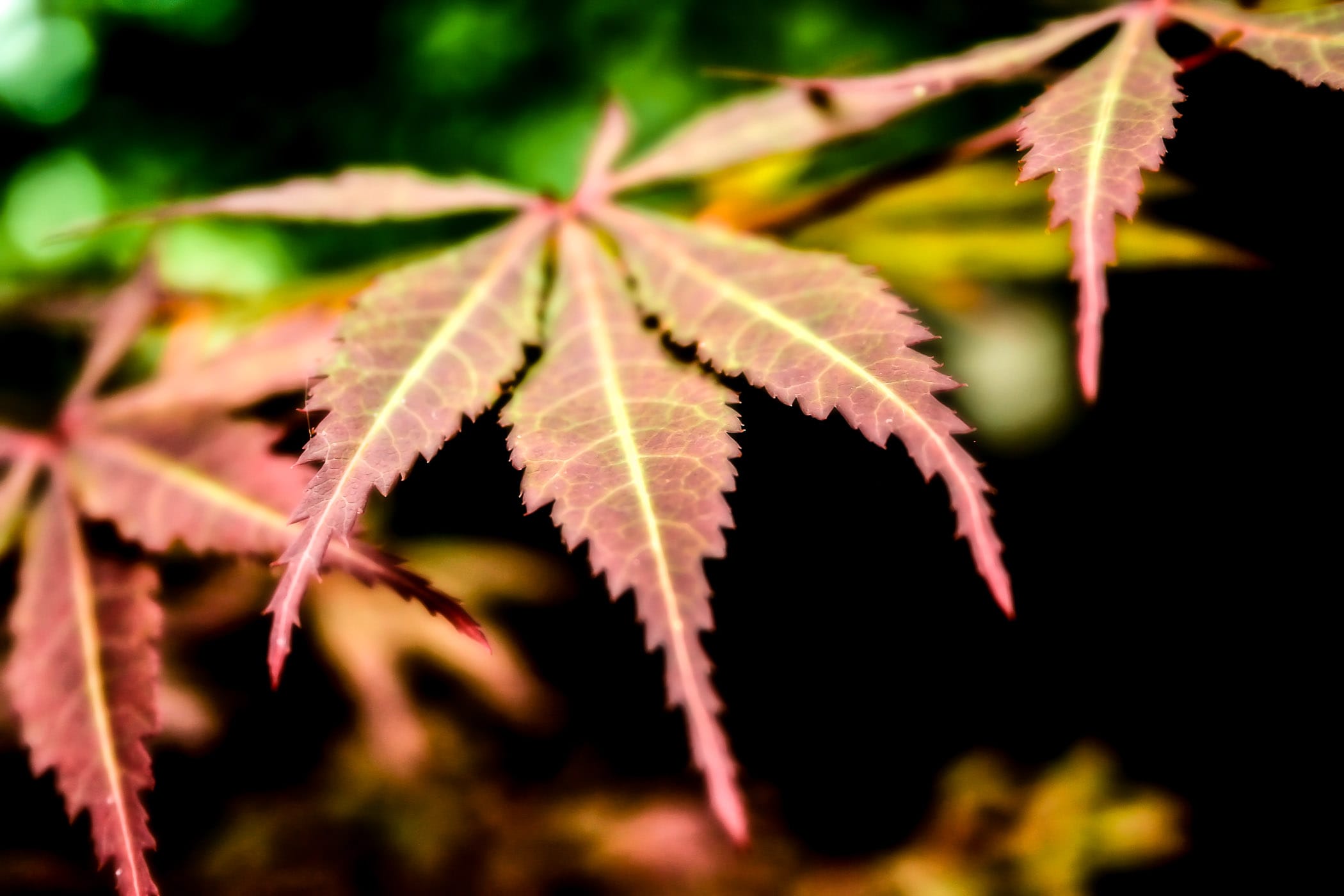The leaves of a Japanese Maple tree at my mother's house in Tyler, Texas.