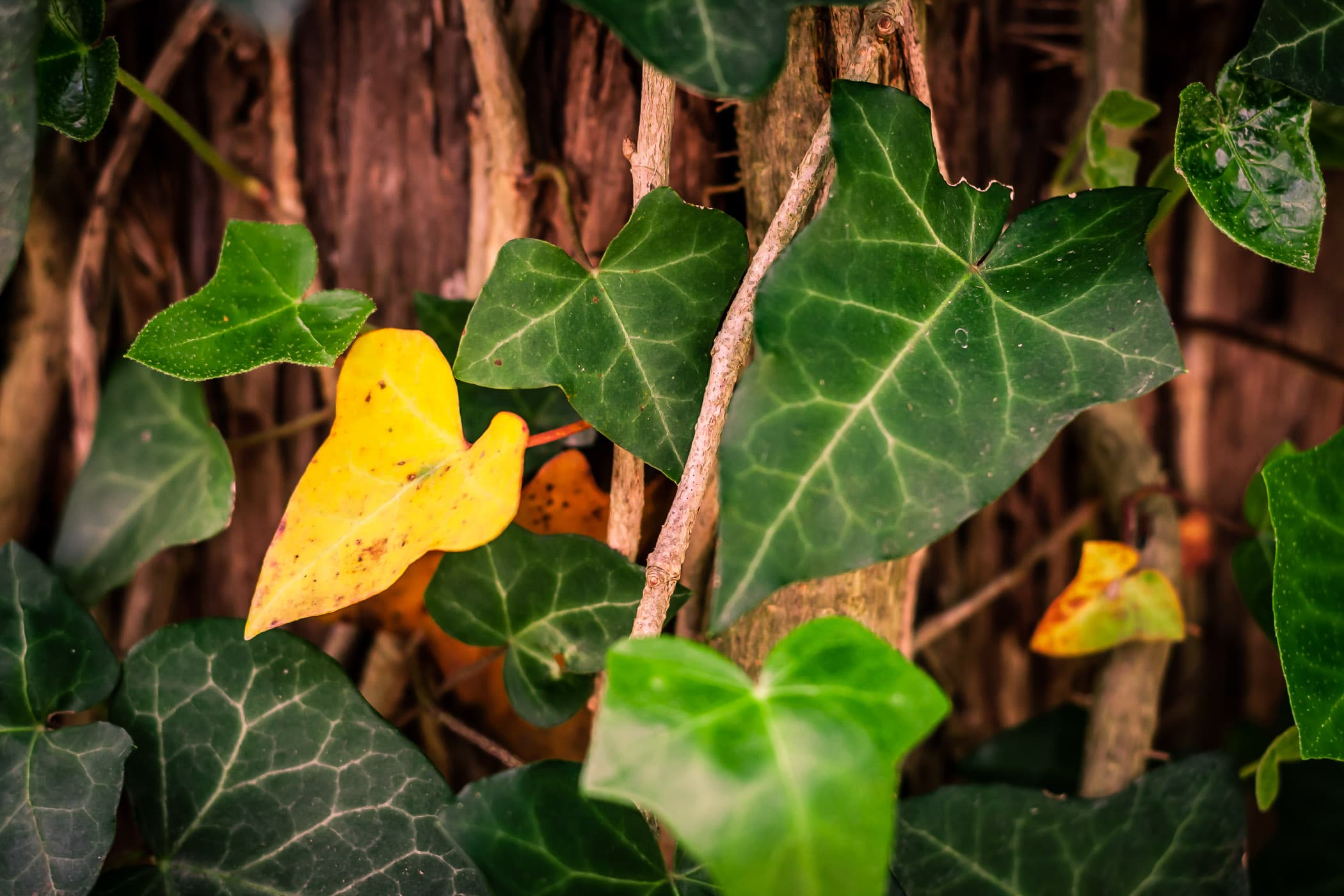 Ivy leaves growing on a tree at Bonham State Park, Texas.