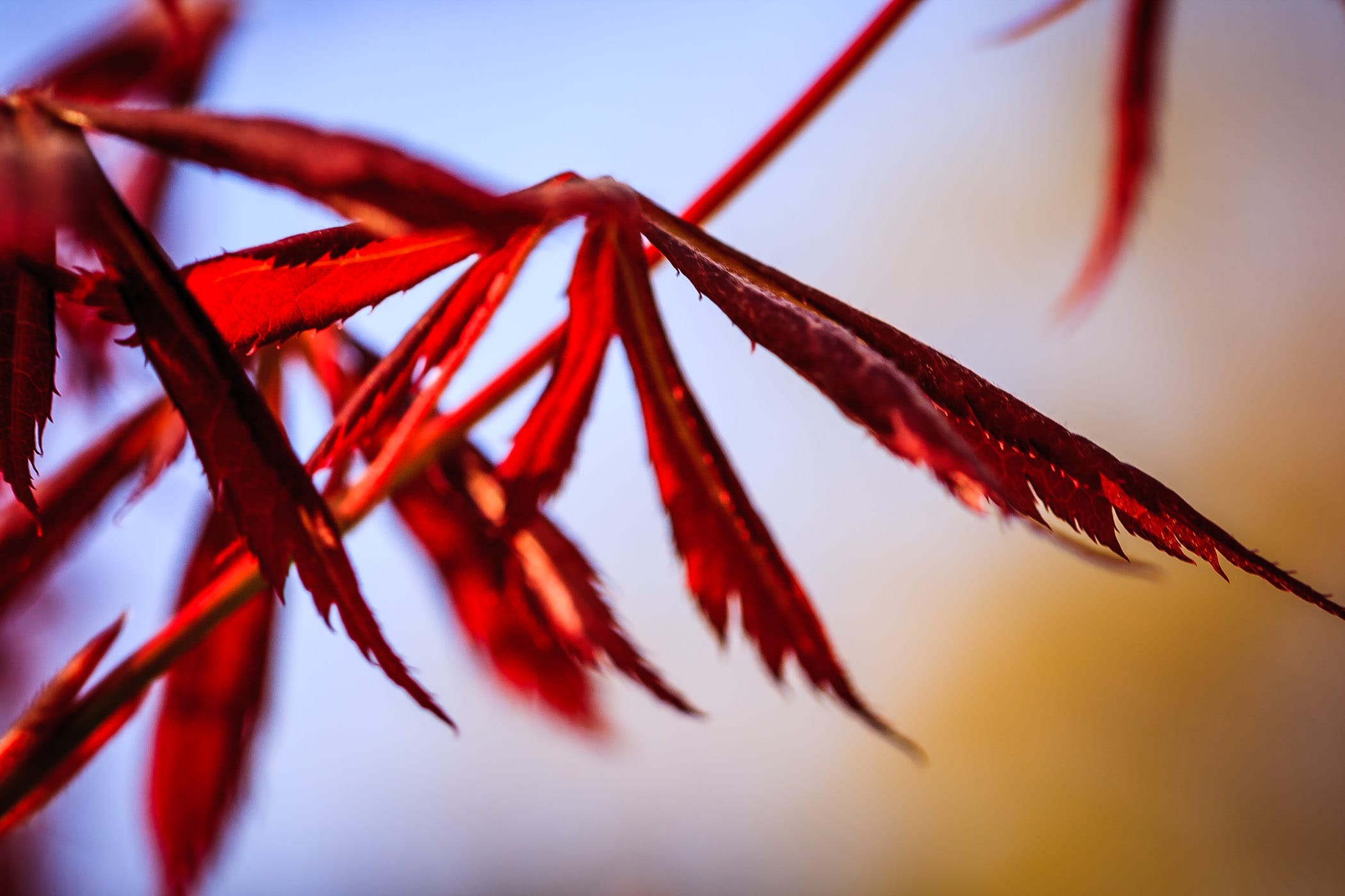 Japanese maple tree leaves at my mother's house, Tyler, Texas.