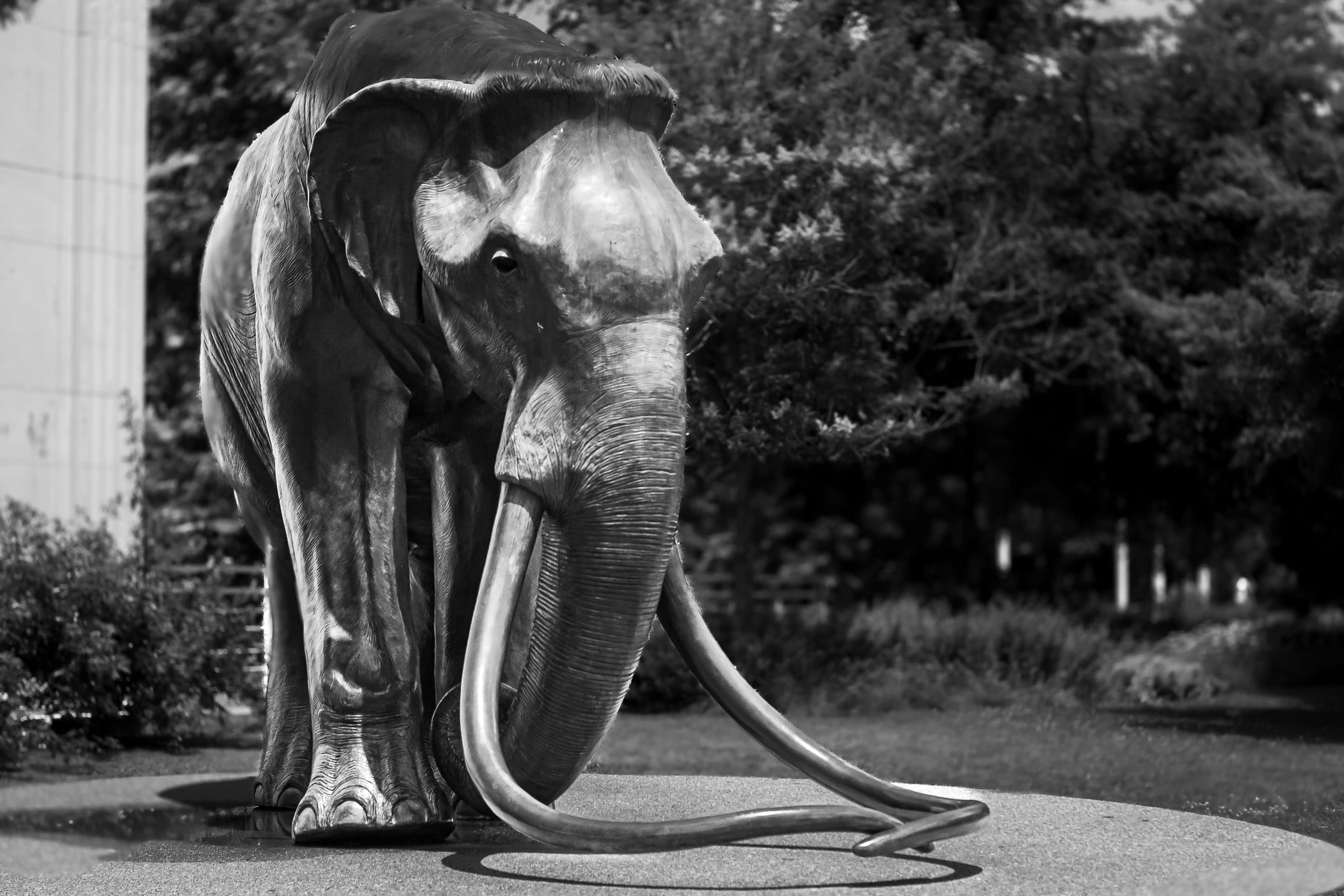 A bronze mammoth statue at the Dallas Museum of Nature and Science.
