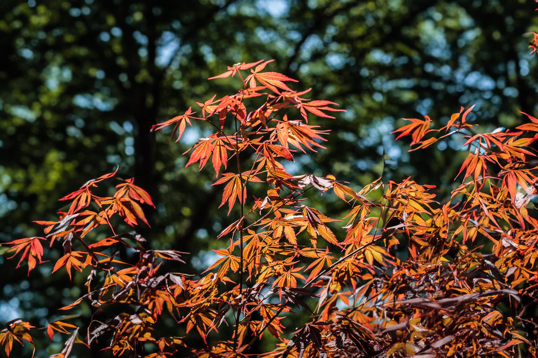 A Japanese maple tree, shot at my mother's house in Tyler, Texas.