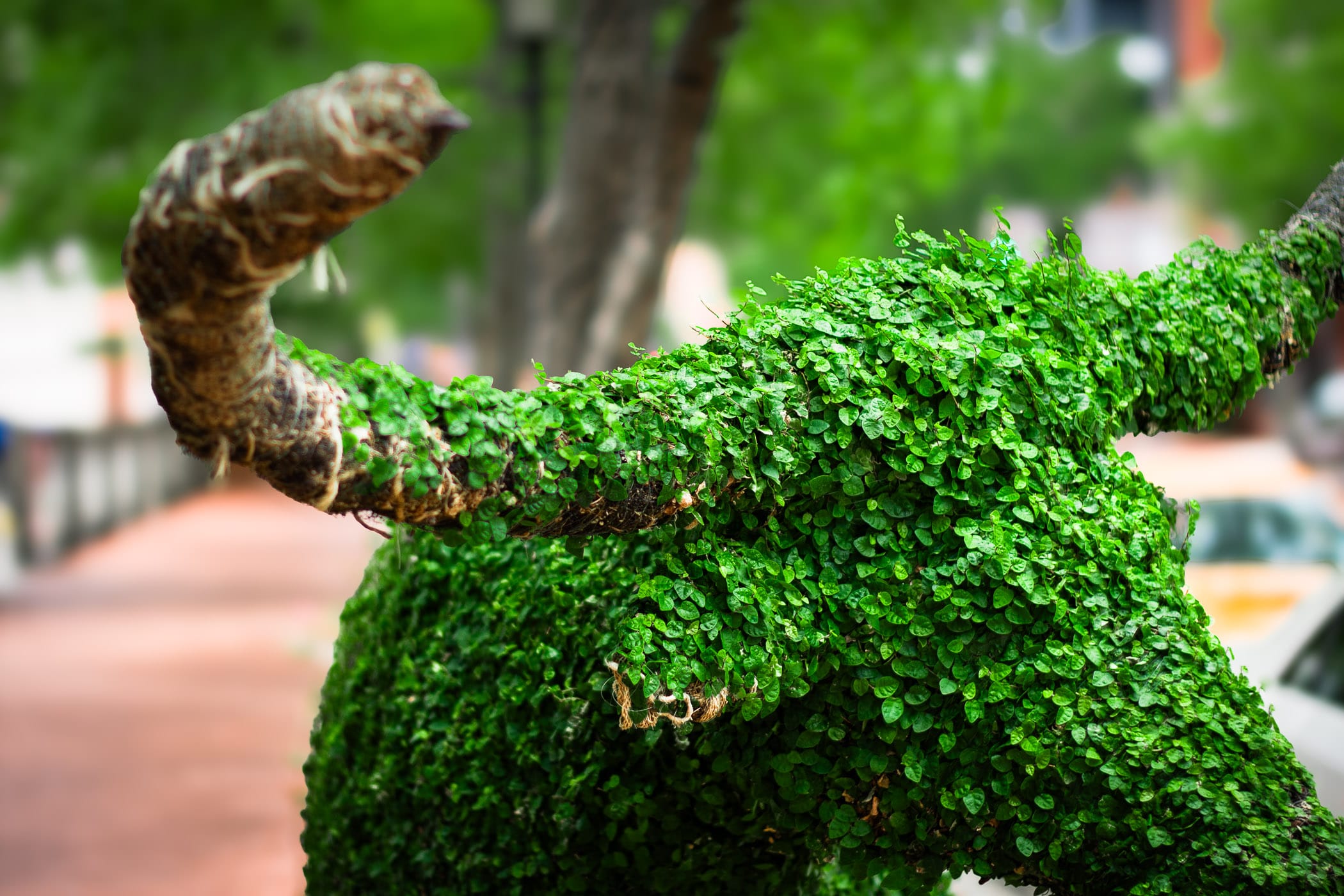 A topiary shaped like a longhorn bull at Sundance Square, Fort Worth, Texas.