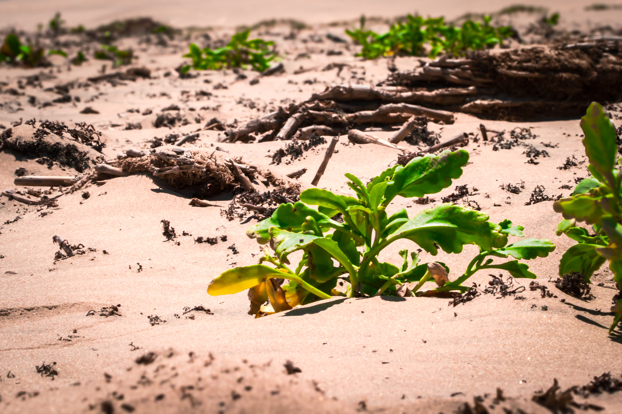 Plants and driftwood covering the South Padre Island, Texas sand dunes.