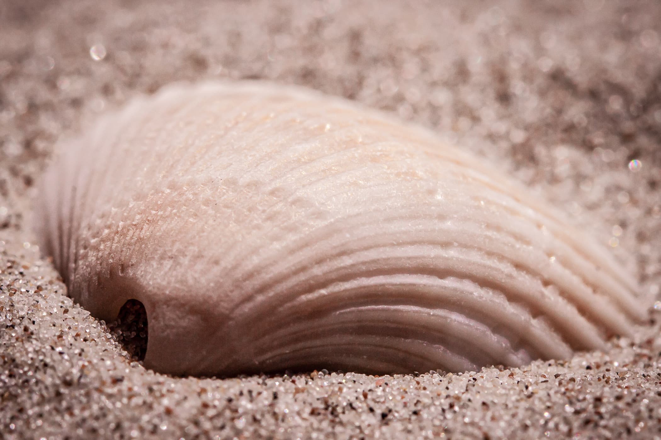 A seashell spotted on a South Padre Island, Texas, beach.