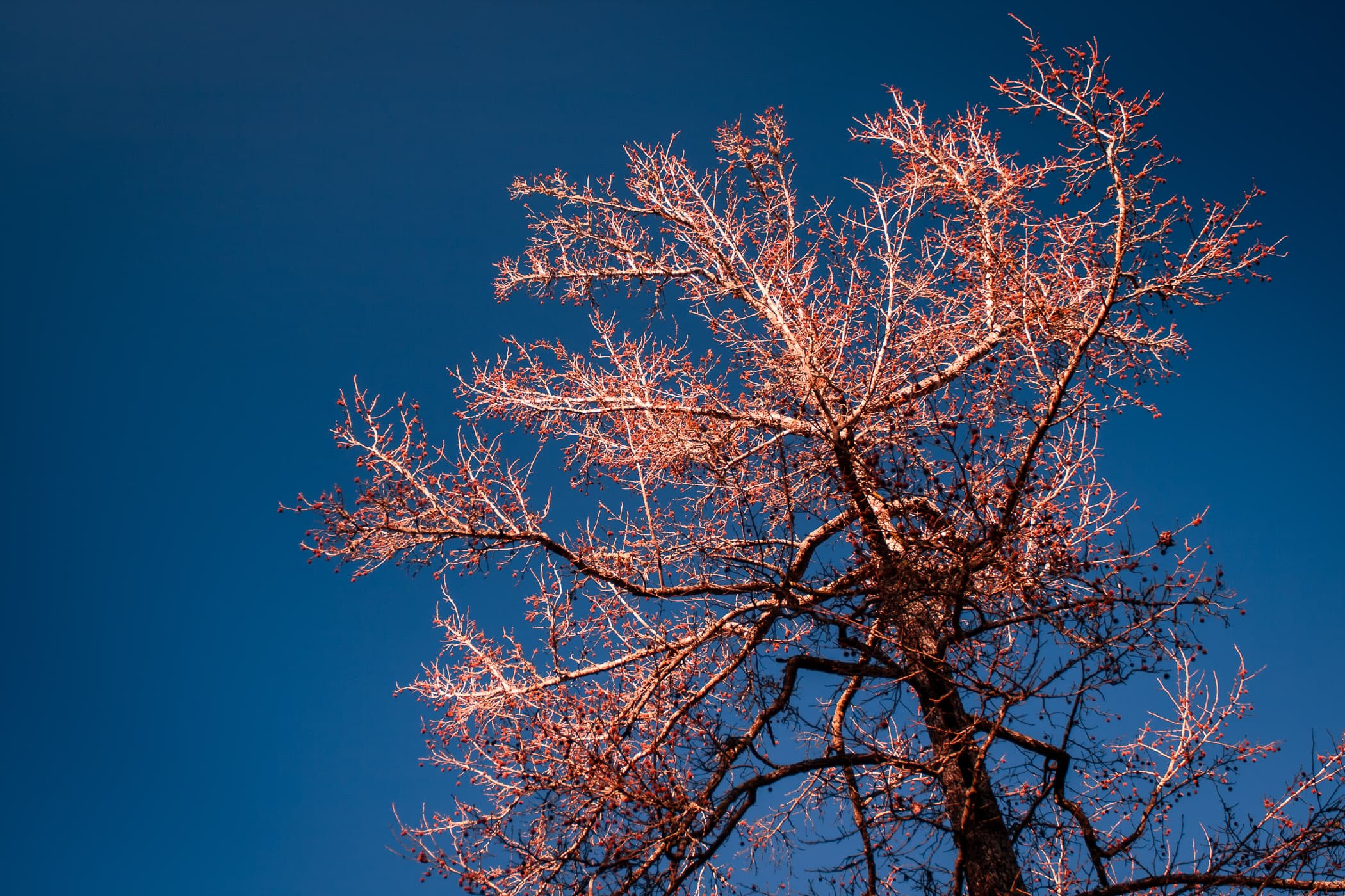 A tree rises into the blue sky over Hot Springs, Arkansas.