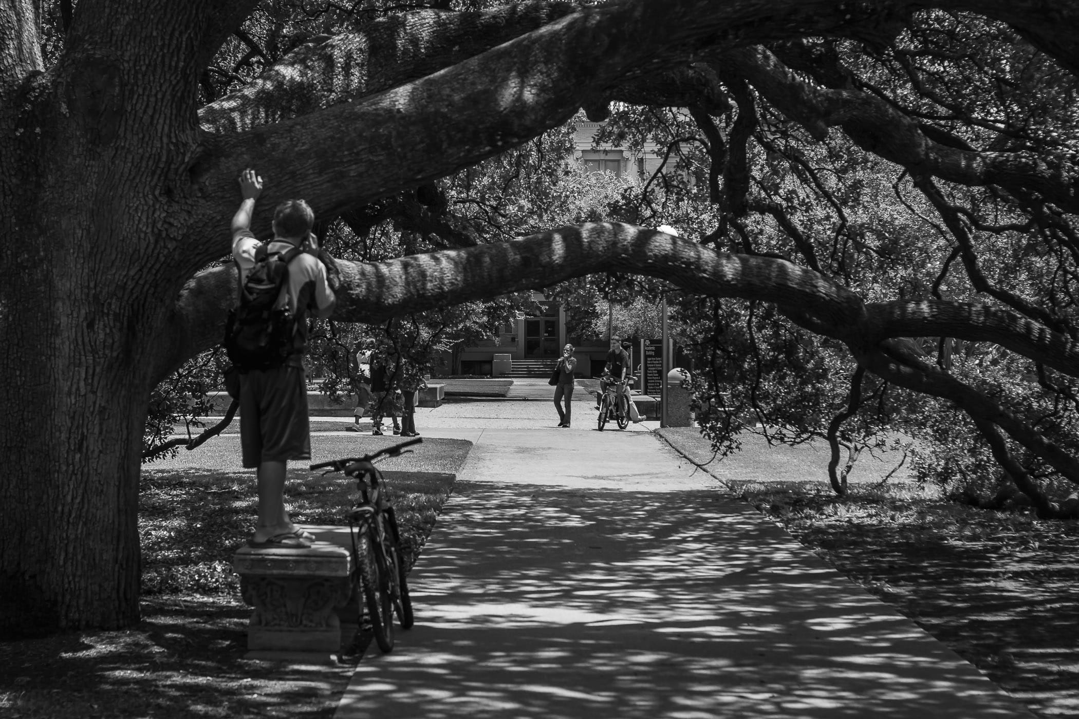 A student makes a phone call while standing on a bench under Texas A&M University's Century Oak, College Station, Texas.