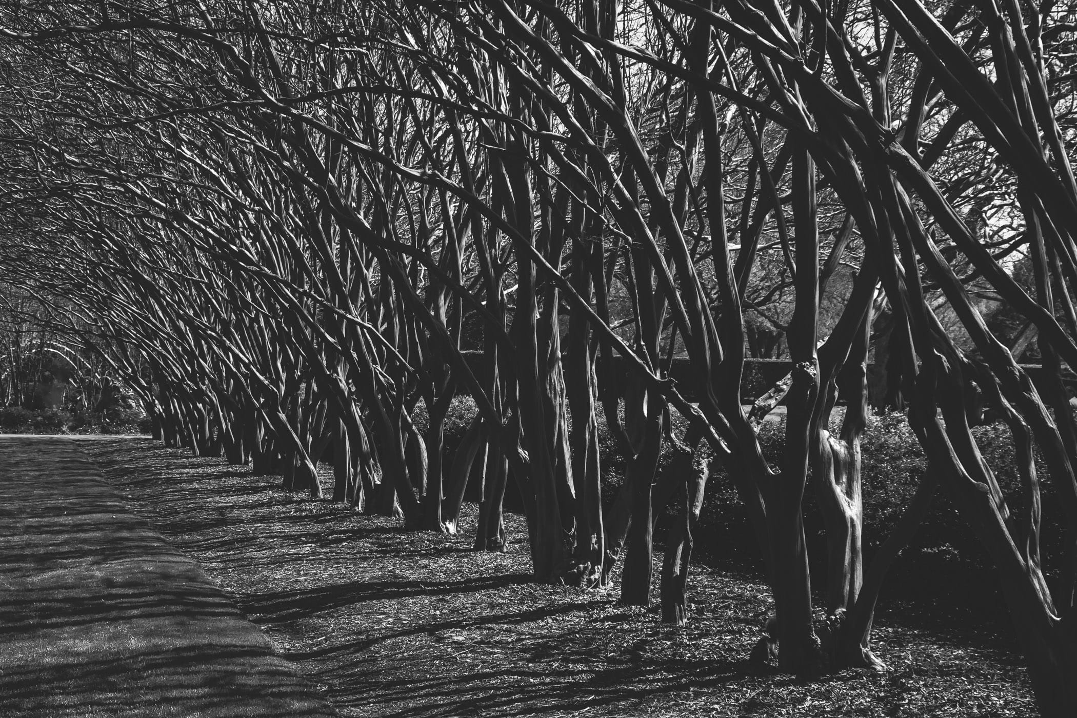 A row of trees at the Dallas Arboretum.