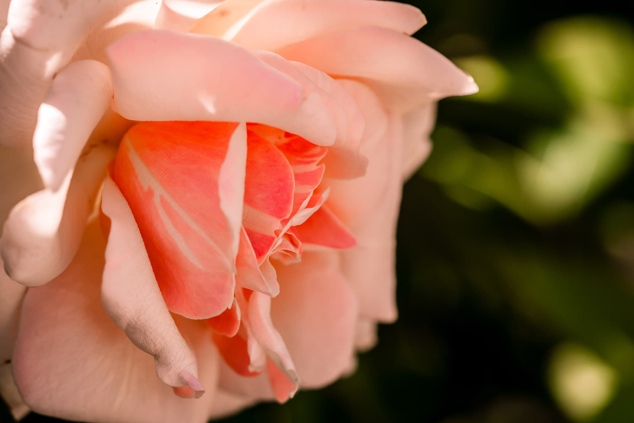 A pink and white rose At the Fort Worth Botanic Gardens, Texas.