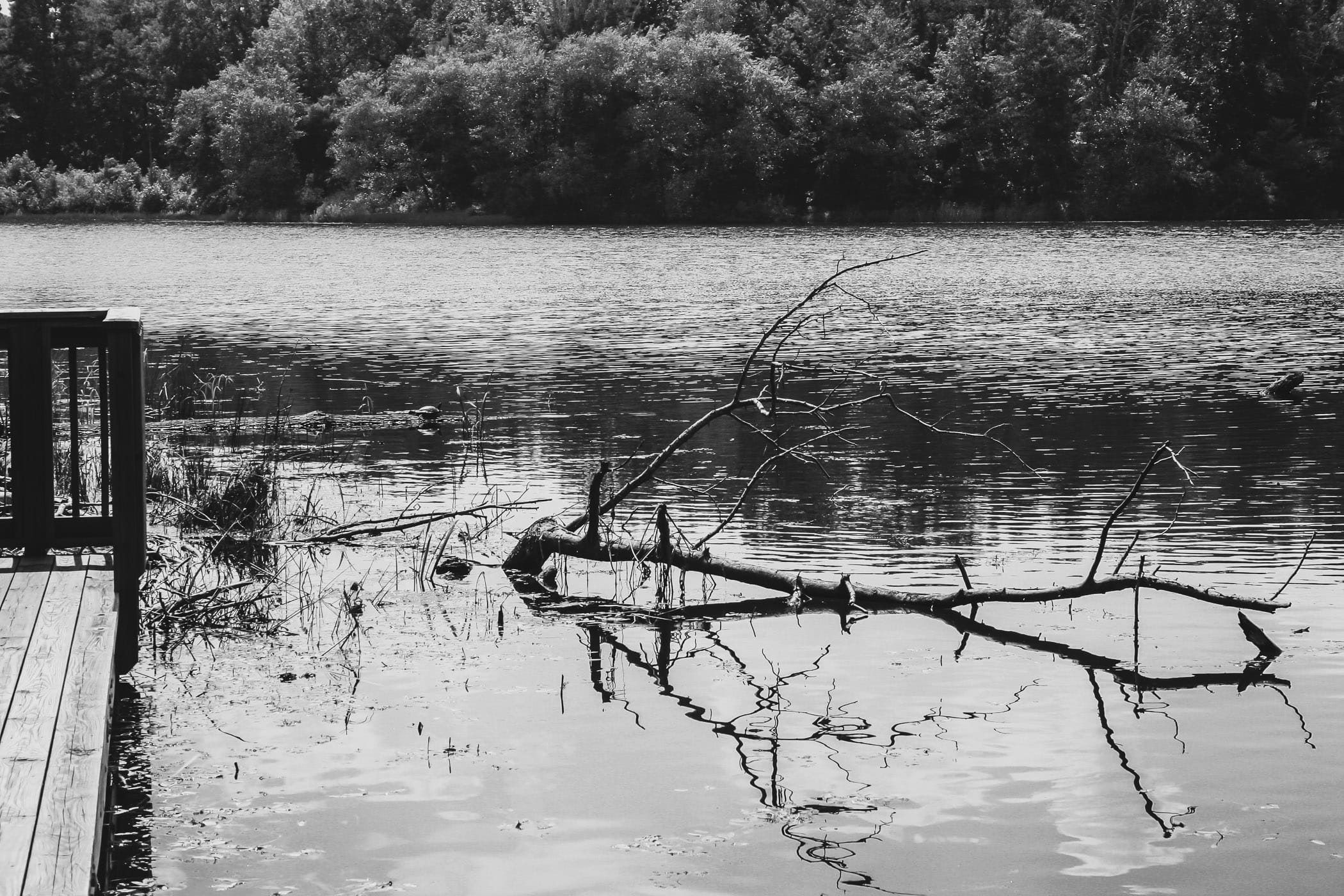 A tree branch pokes out of the lake at Tyler State Park, Texas.