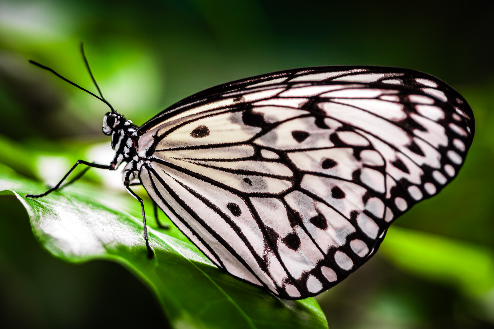 A black and white butterfly at Houston's Cockrell Butterfly Center.