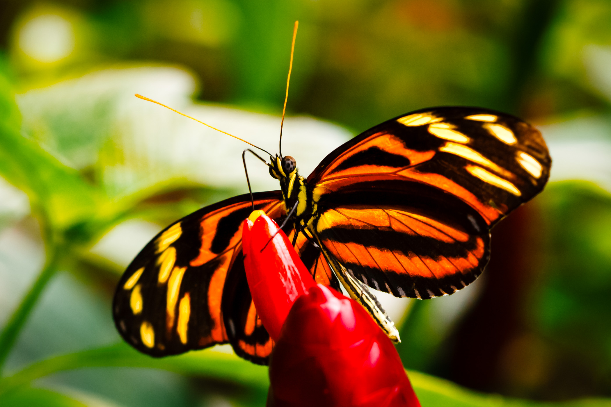 A butterfly on a flower shows his wings at Houston's Cockrell Butterfly Center. A butterfly on a flower shows his wings at Houston's Cockrell Butterfly Center.