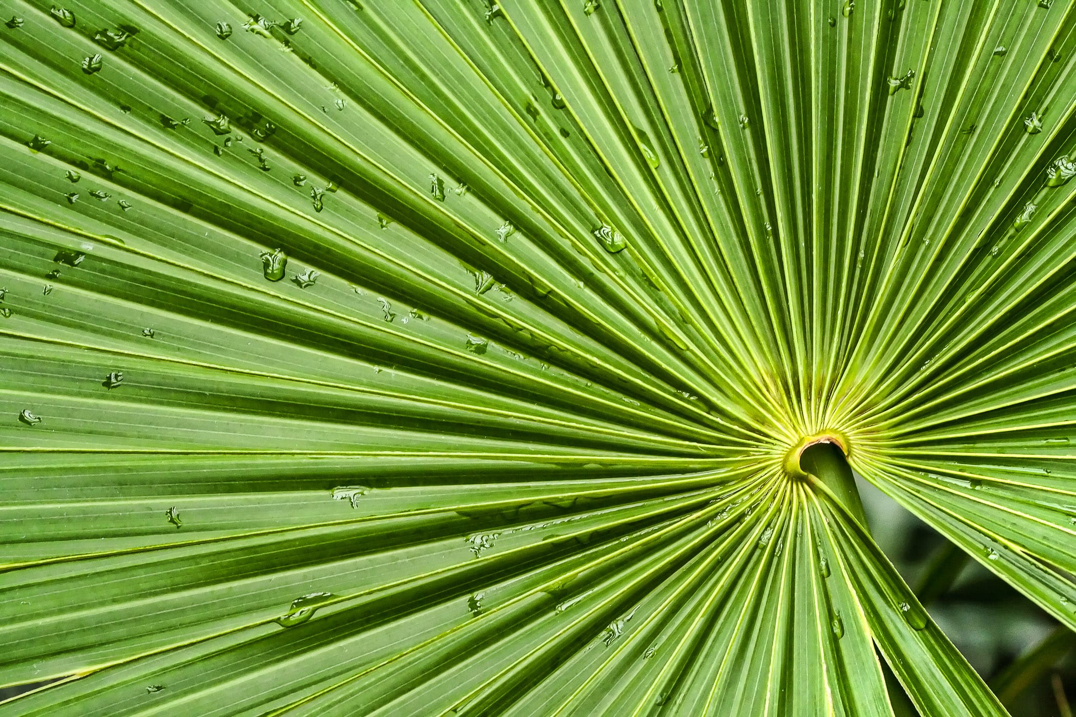 A palm frond at the Texas Discovery Gardens, Fair Park, Dallas.