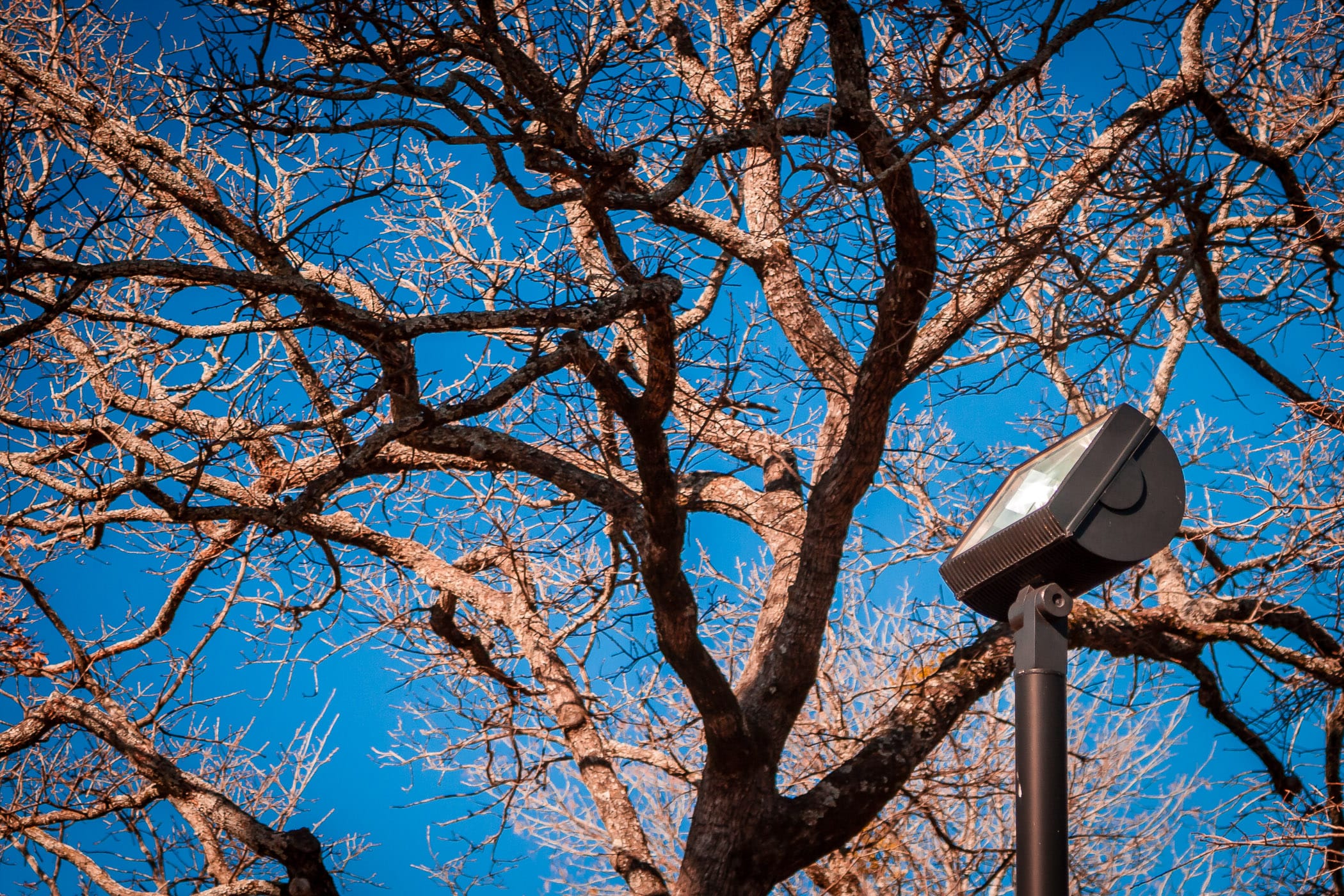 A light pole rises into trees on the campus of the University of Texas at Tyler.