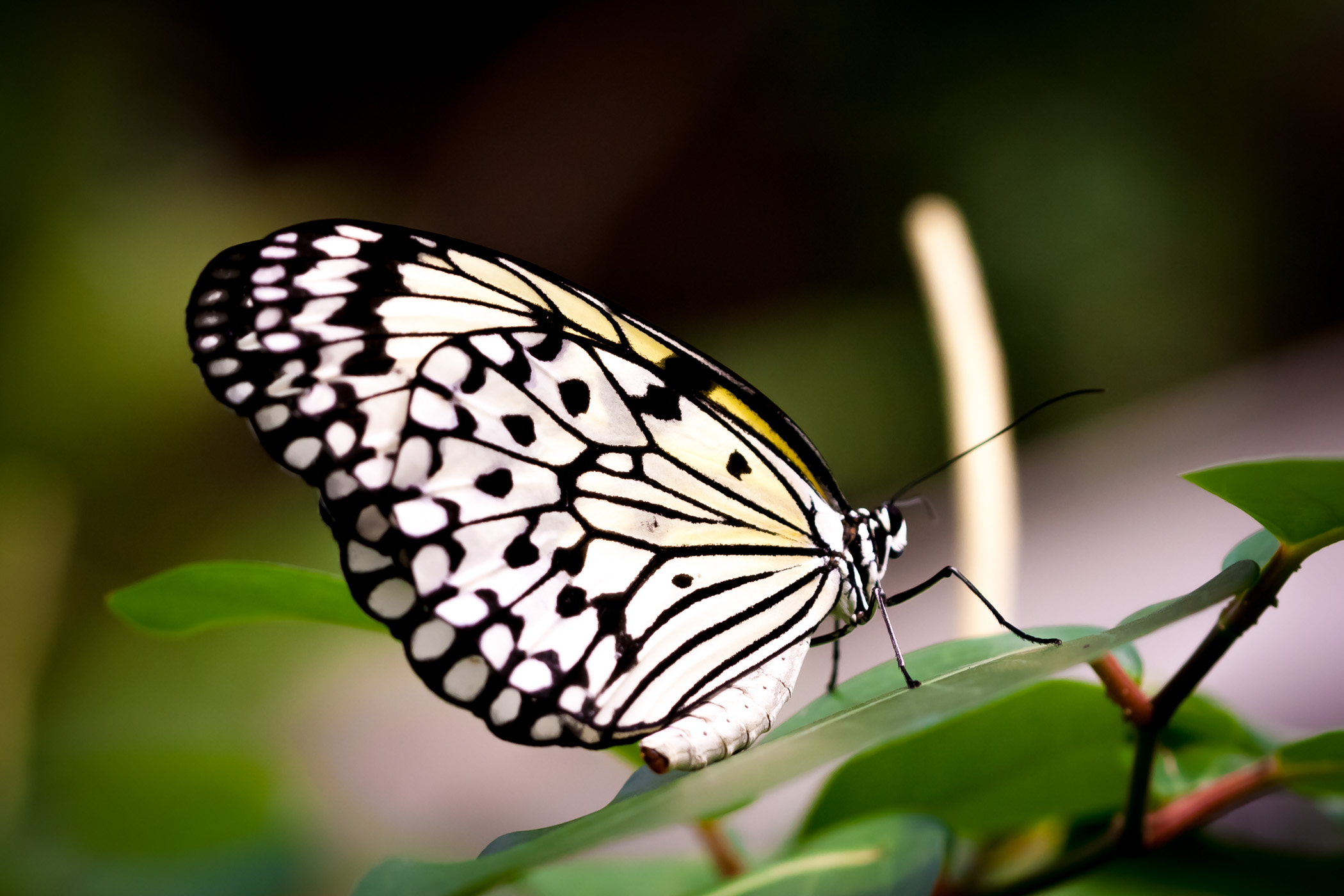 A butterfly at the Cockrell Butterfly Center, Houston.