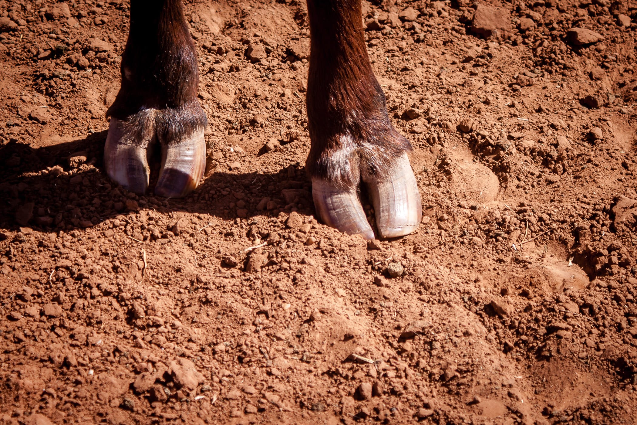 The front hooves of a longhorn steer at Copper Breaks State Park, Texas.
