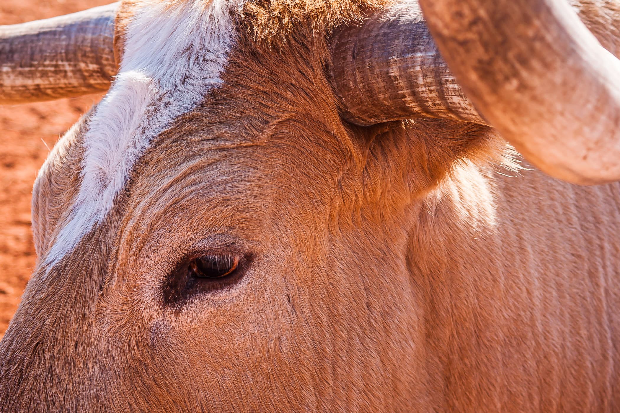 A close-up of a longhorn steer's eye at Copper Breaks State Park, Texas.
