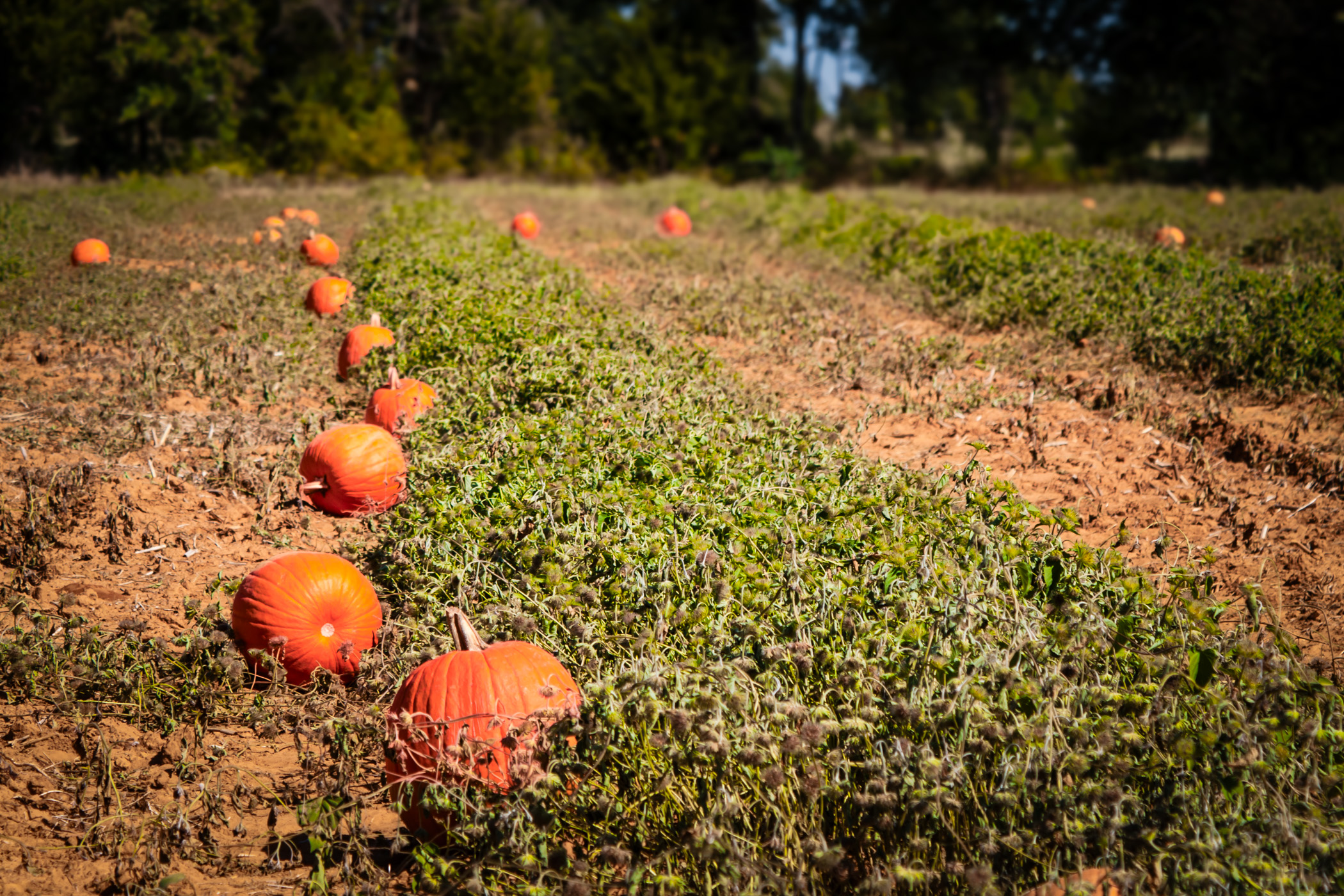 A seasonal pumpkin patch at Moore Farms, Bullard, Texas.