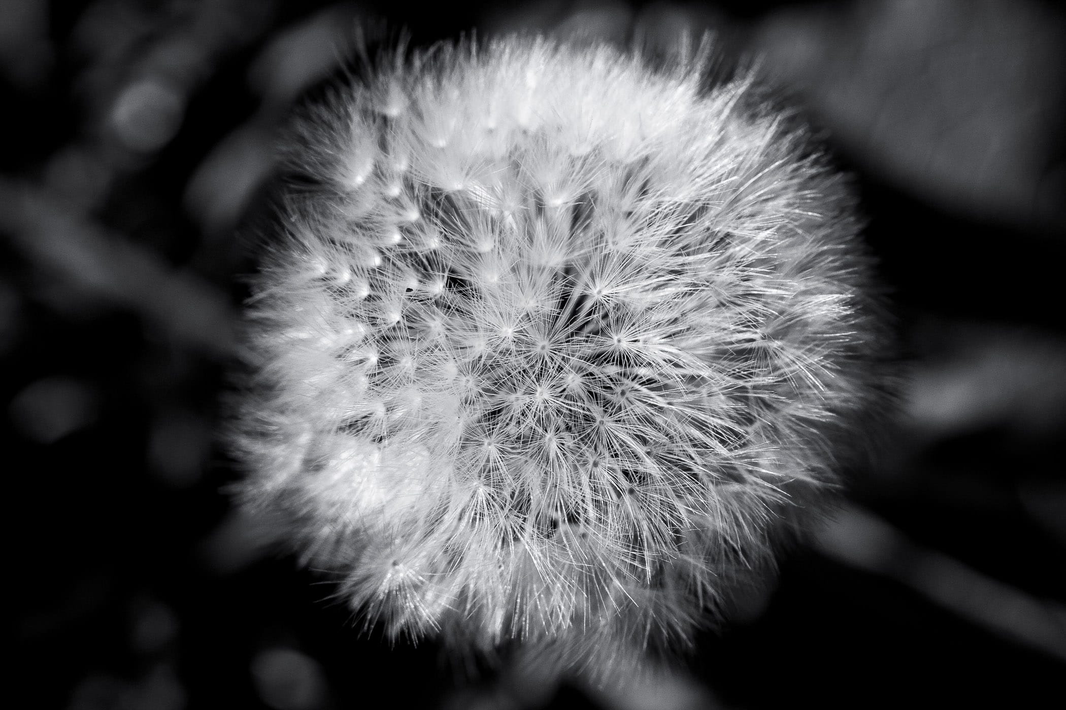 A seed sphere from a dandelion.