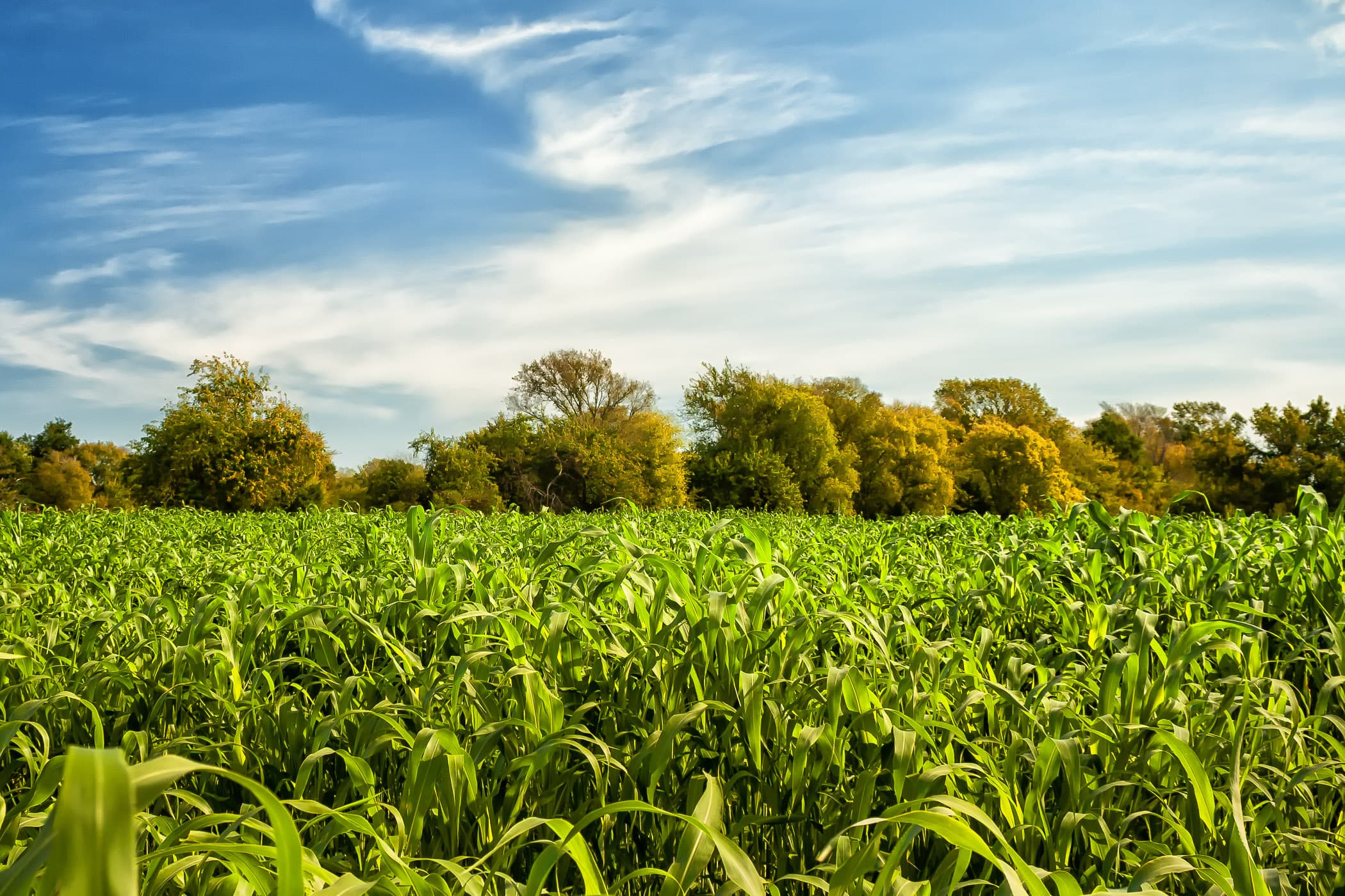 A cornfield at Moore Farms, Bullard, Texas.