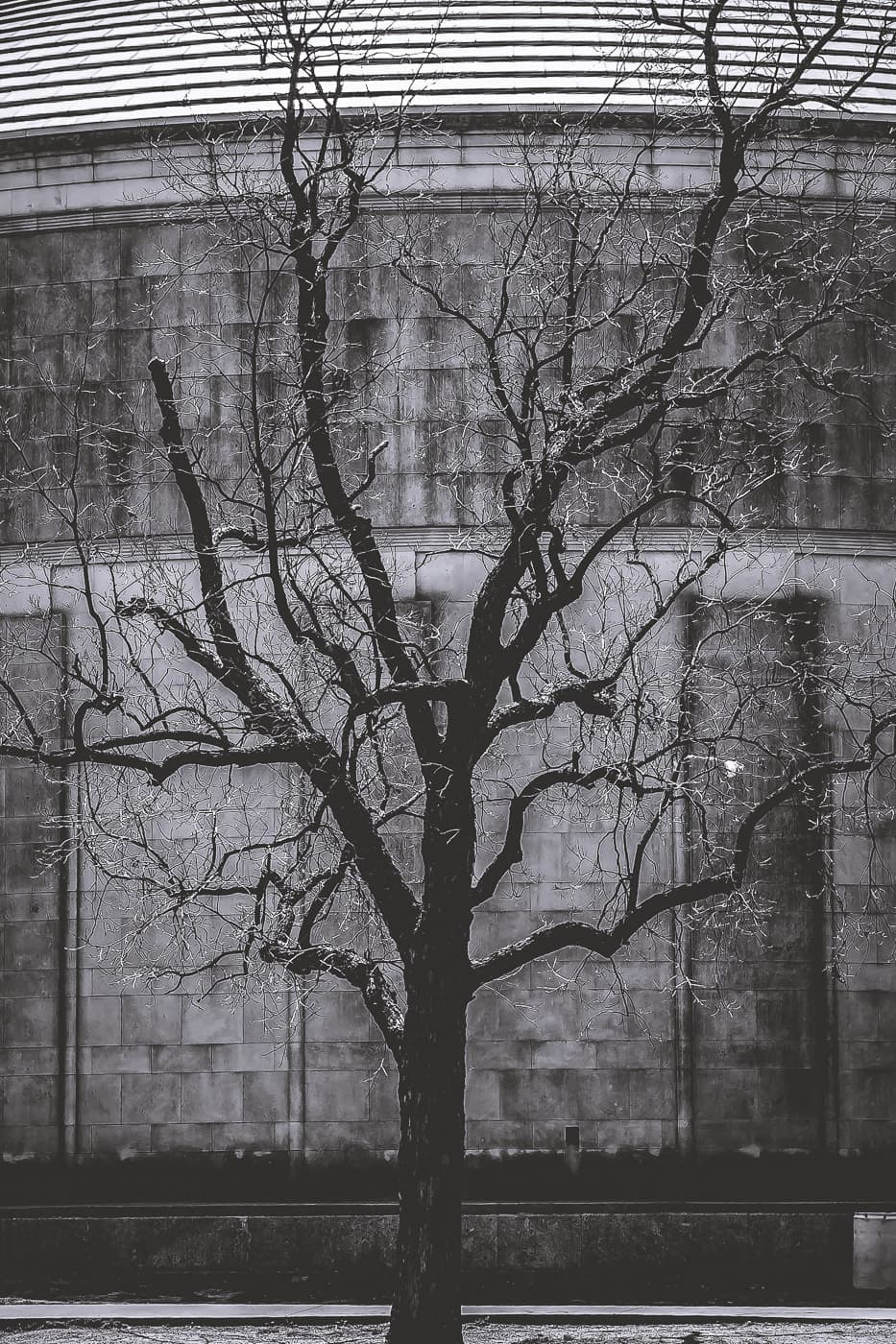 Detail of a dead tree silhouetted against the planetarium in Fair Park, Dallas, Texas.