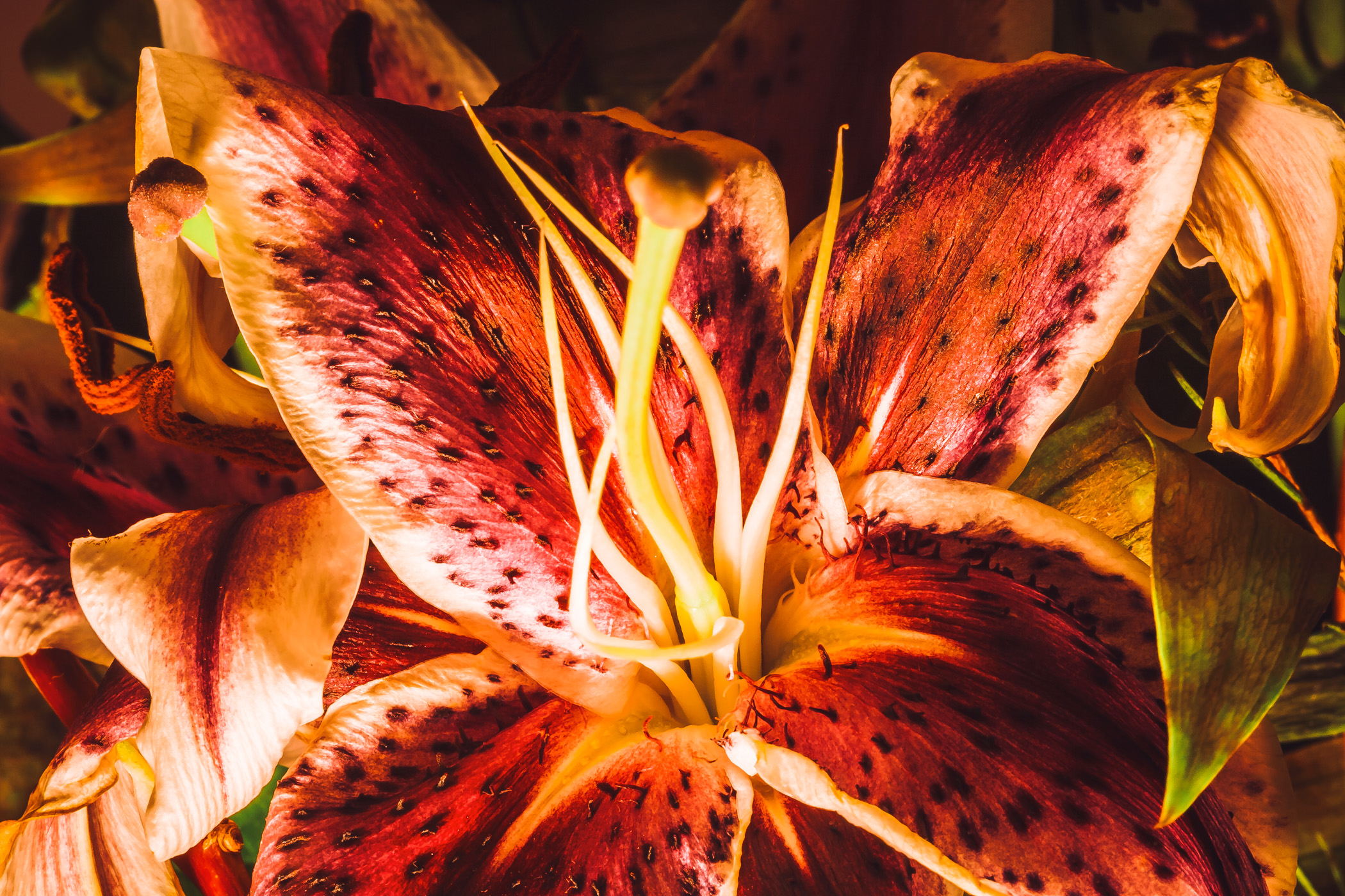 The black-speckled petals of a flower.