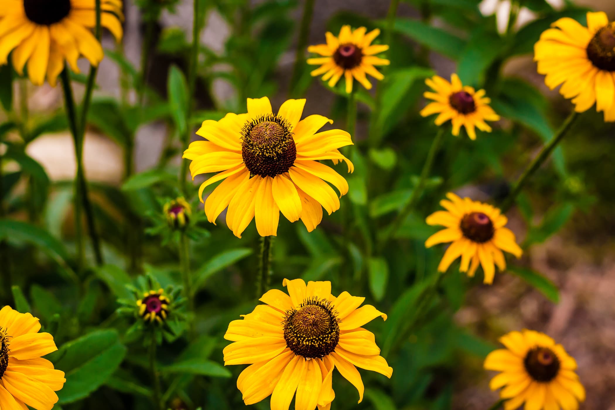 A group of black-eyed-susans spotted somewhere in East Texas.