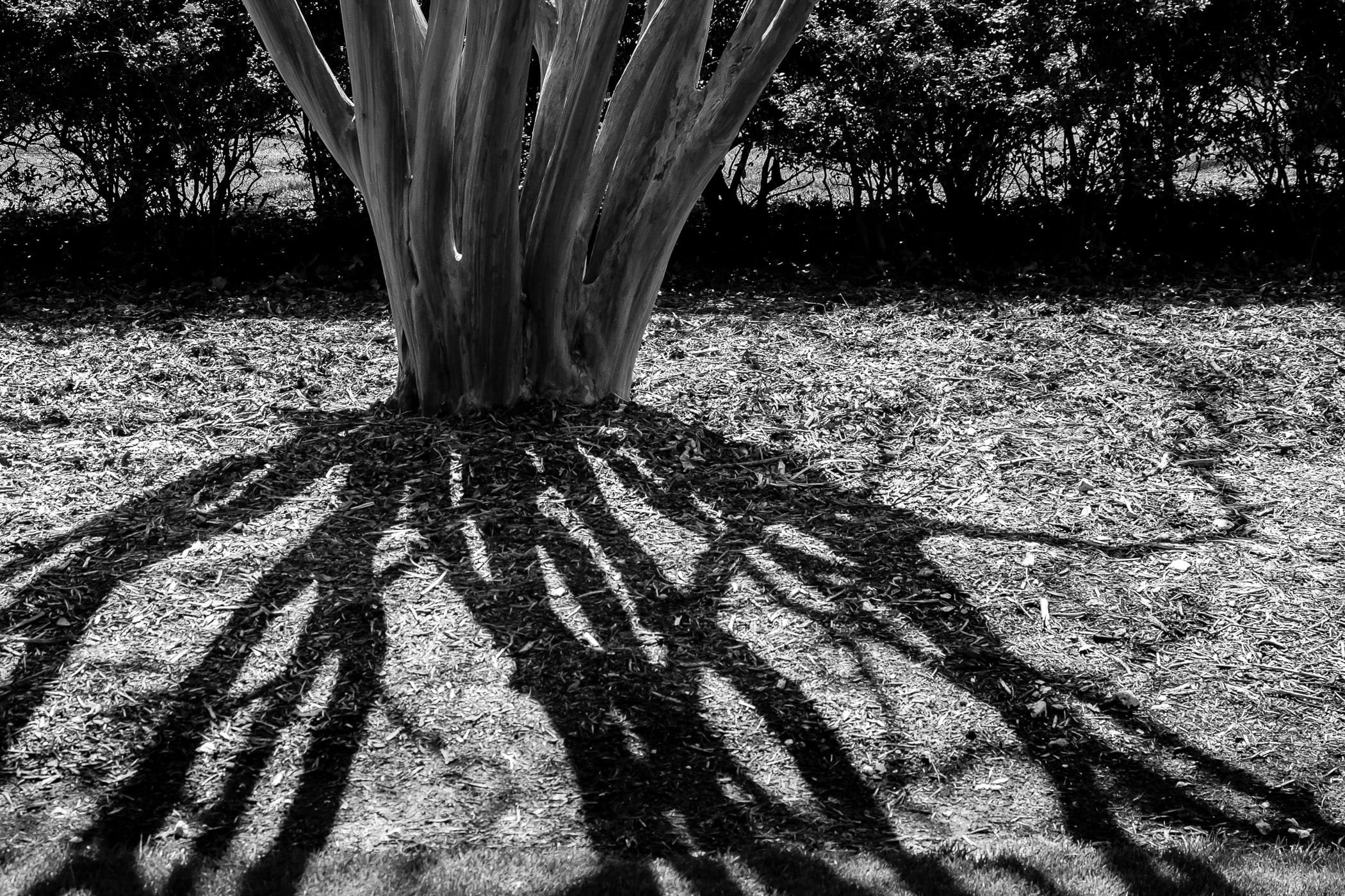 The shadows of a tree's branches resemble the tentacles of an octopus or a horror imagined by H.P. Lovecraft at the Dallas Arboretum.