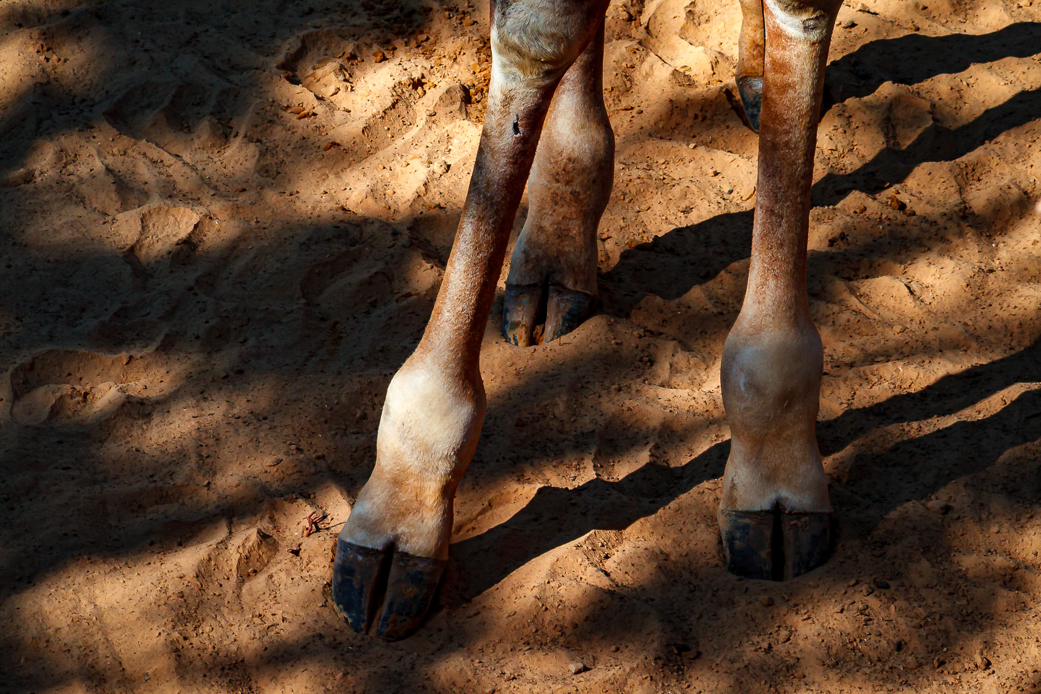 Giraffe Feet | A giraffe's hooved feet spotted at the Dallas Zoo