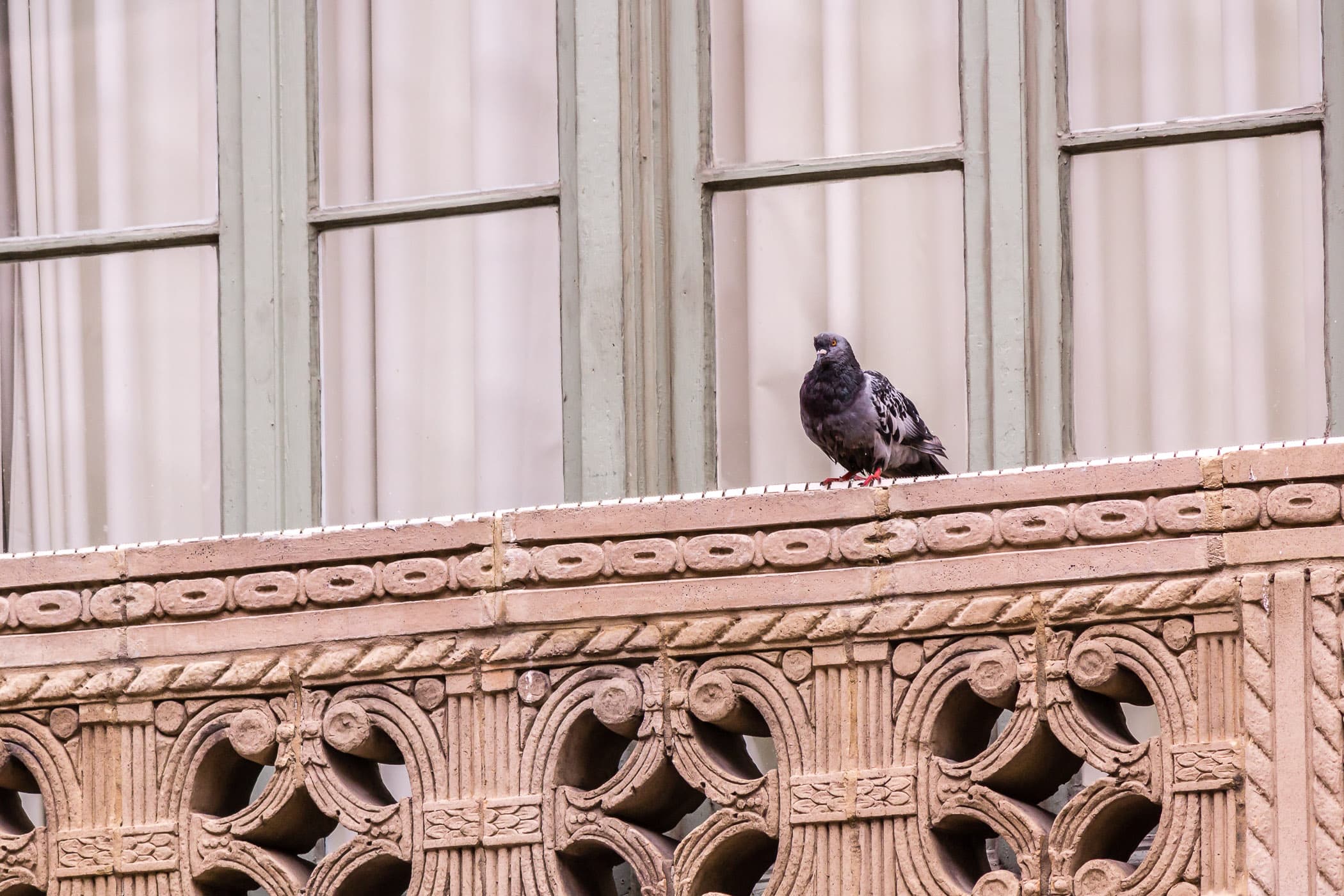 A pigeon surveys the goings-on below on the streets of Downtown Fort Worth, Texas.