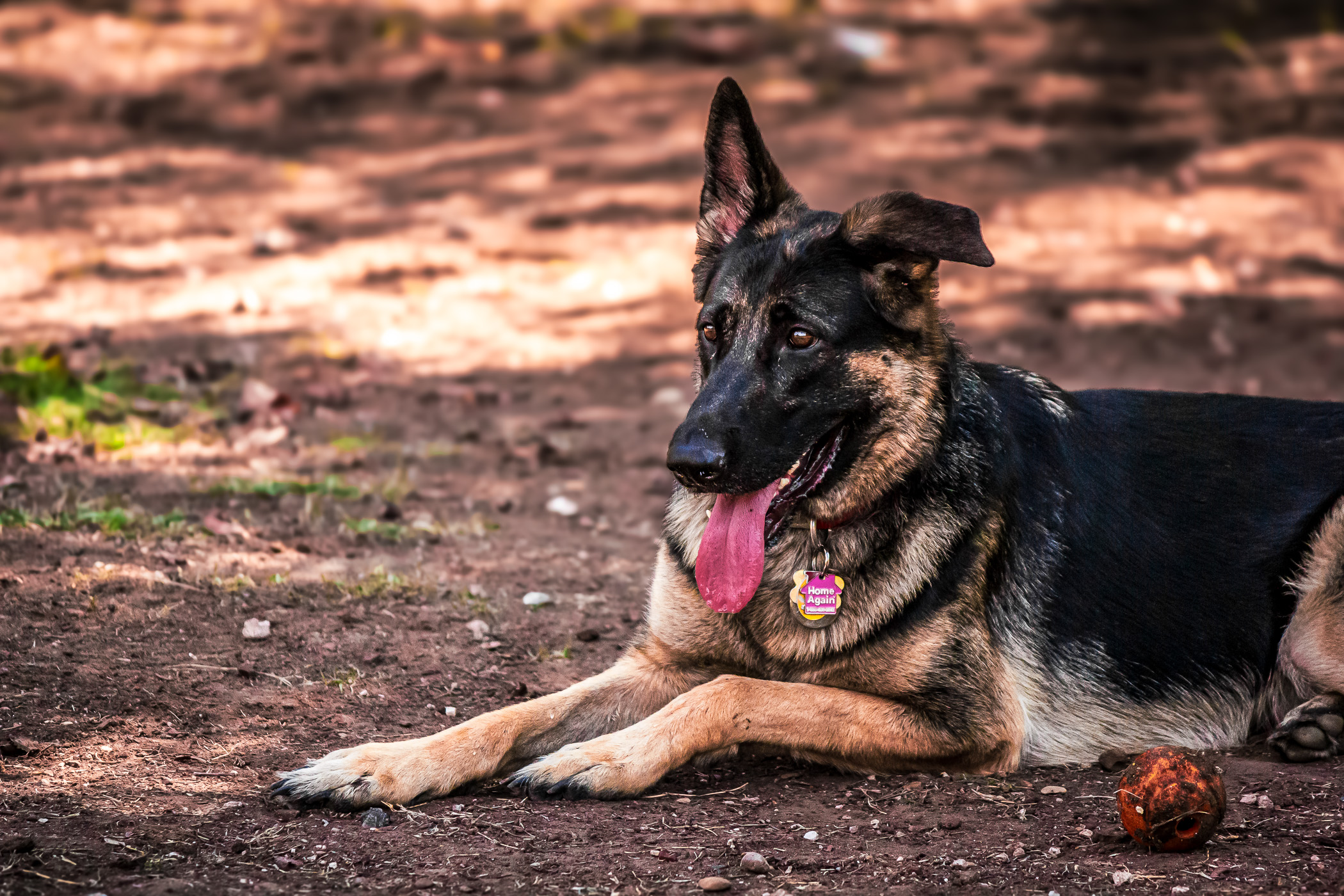 A German Shepherd at our local dog park in Dallas.