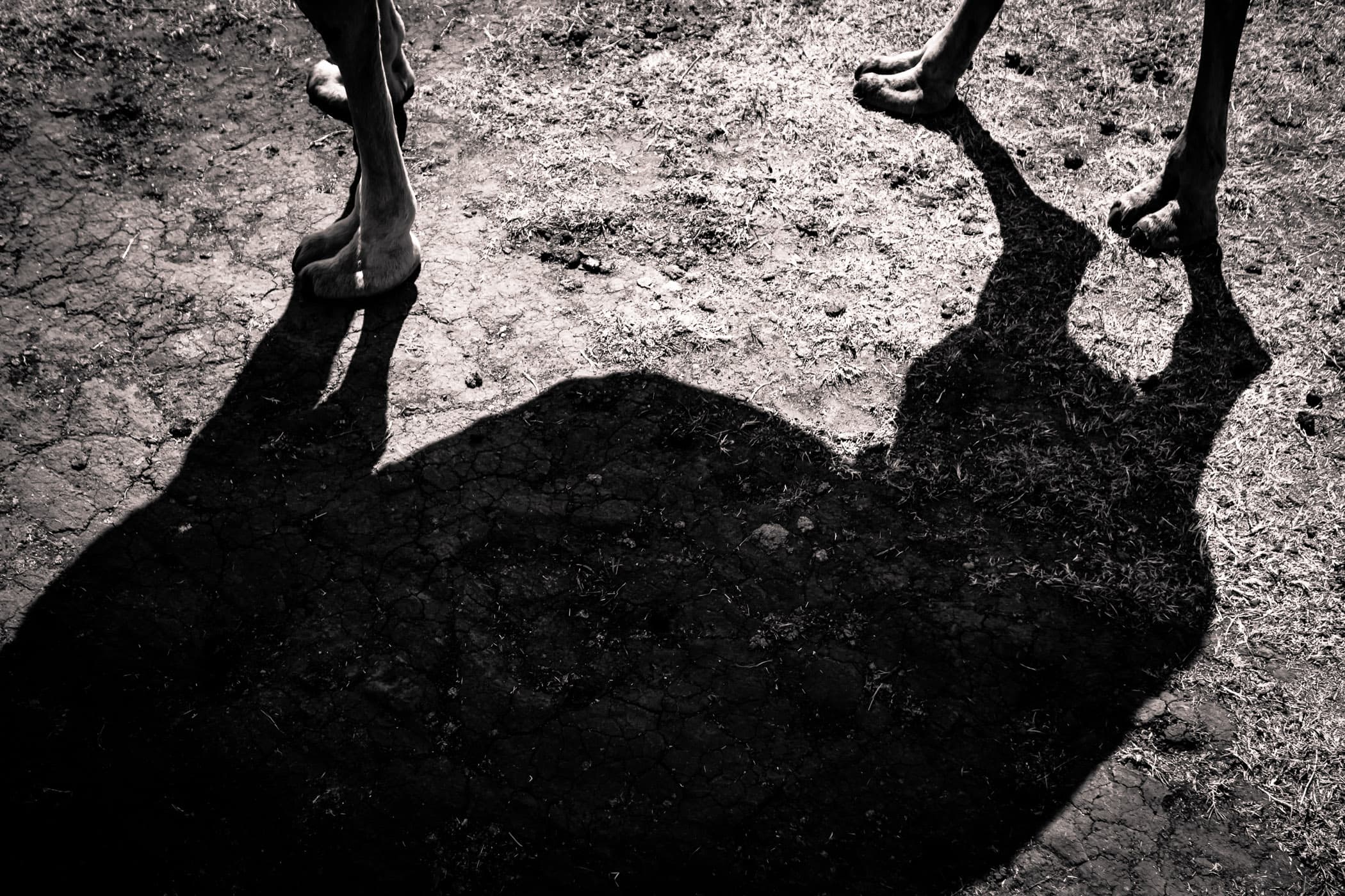 A camel casts a shadow at Sharkarosa Ranch, Pilot Point, Texas.