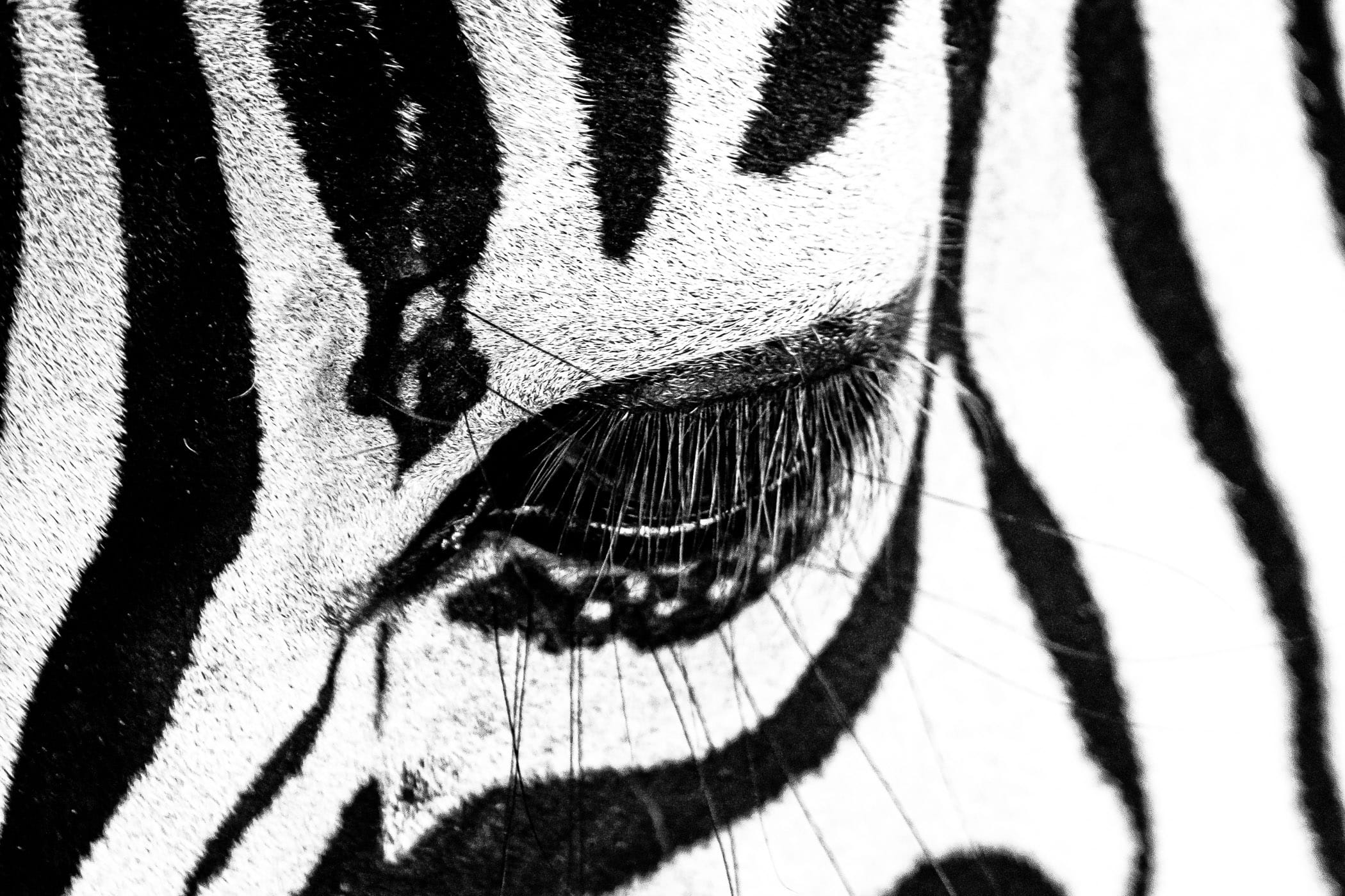 Detail of a zebra's eye spotted at Sharkarosa Ranch, Pilot Point, Texas.