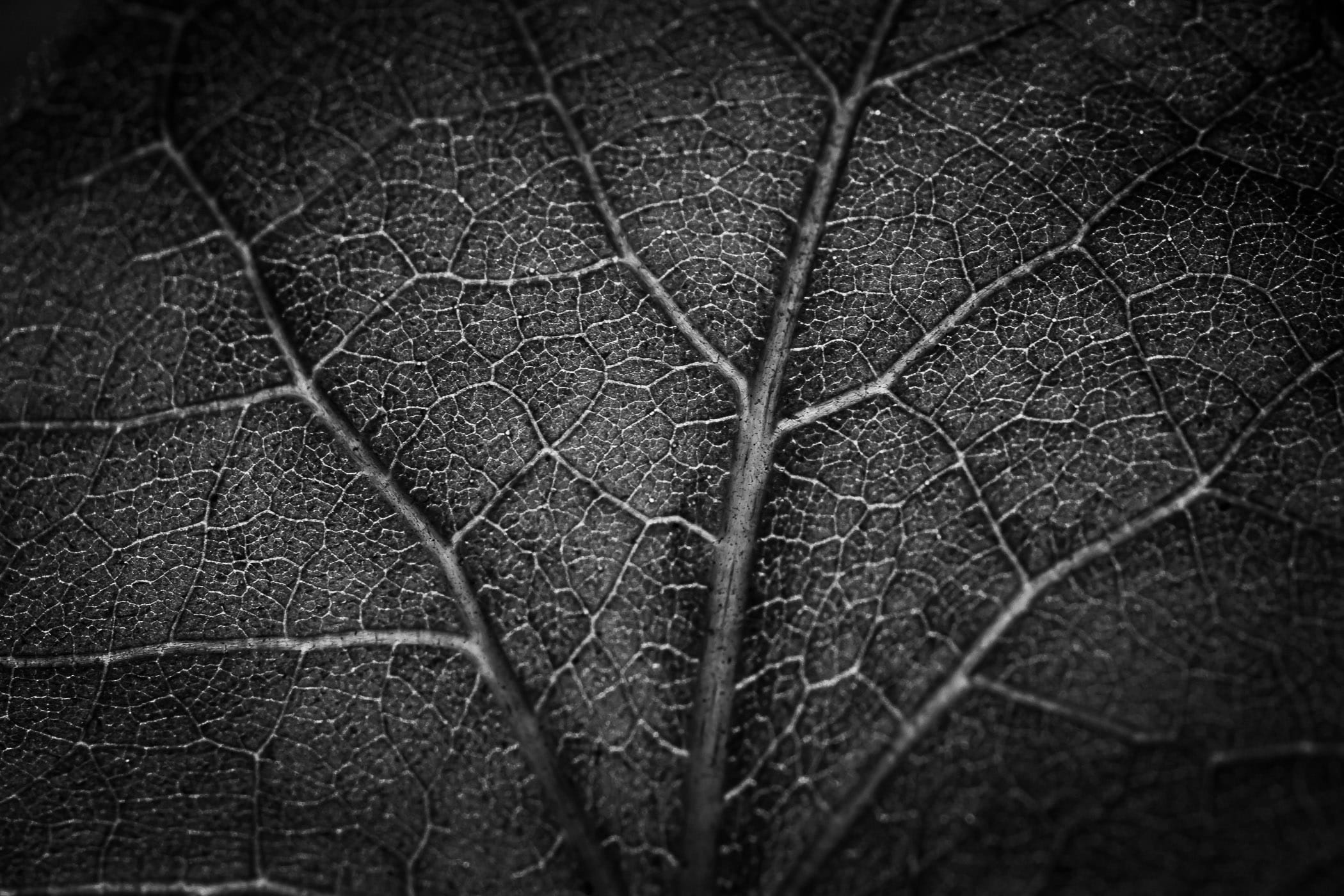 Detail of the back of a leaf, shot at the Dallas Arboretum.