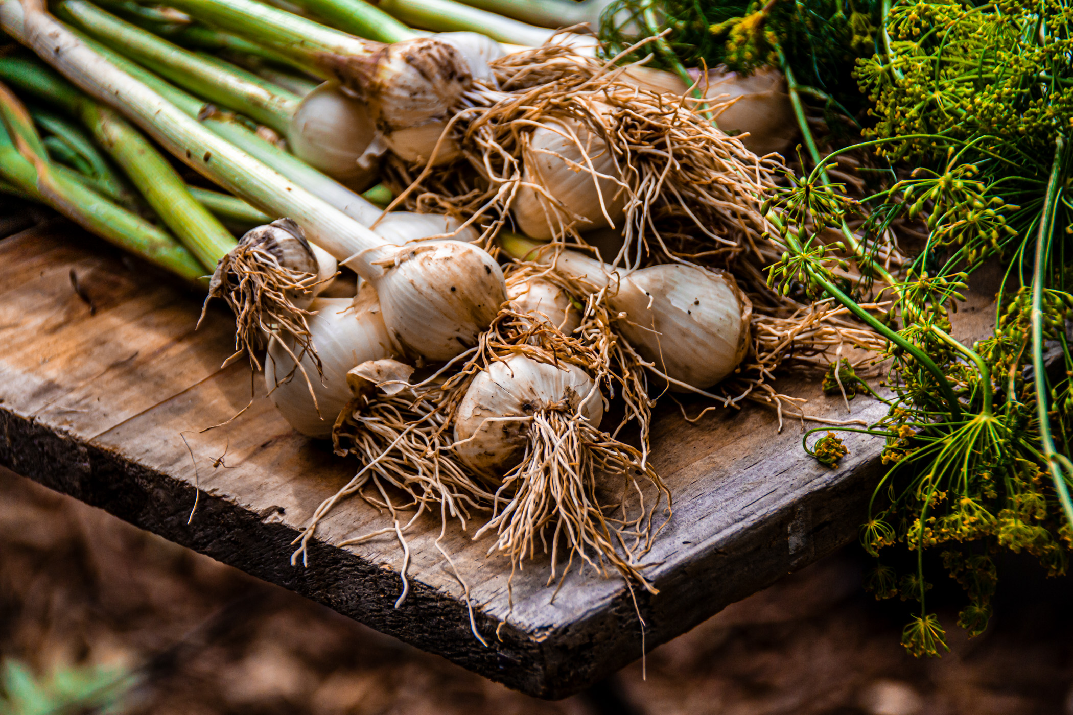 Green onions for sale at the McKinney Farmers' Market, McKinney, Texas.