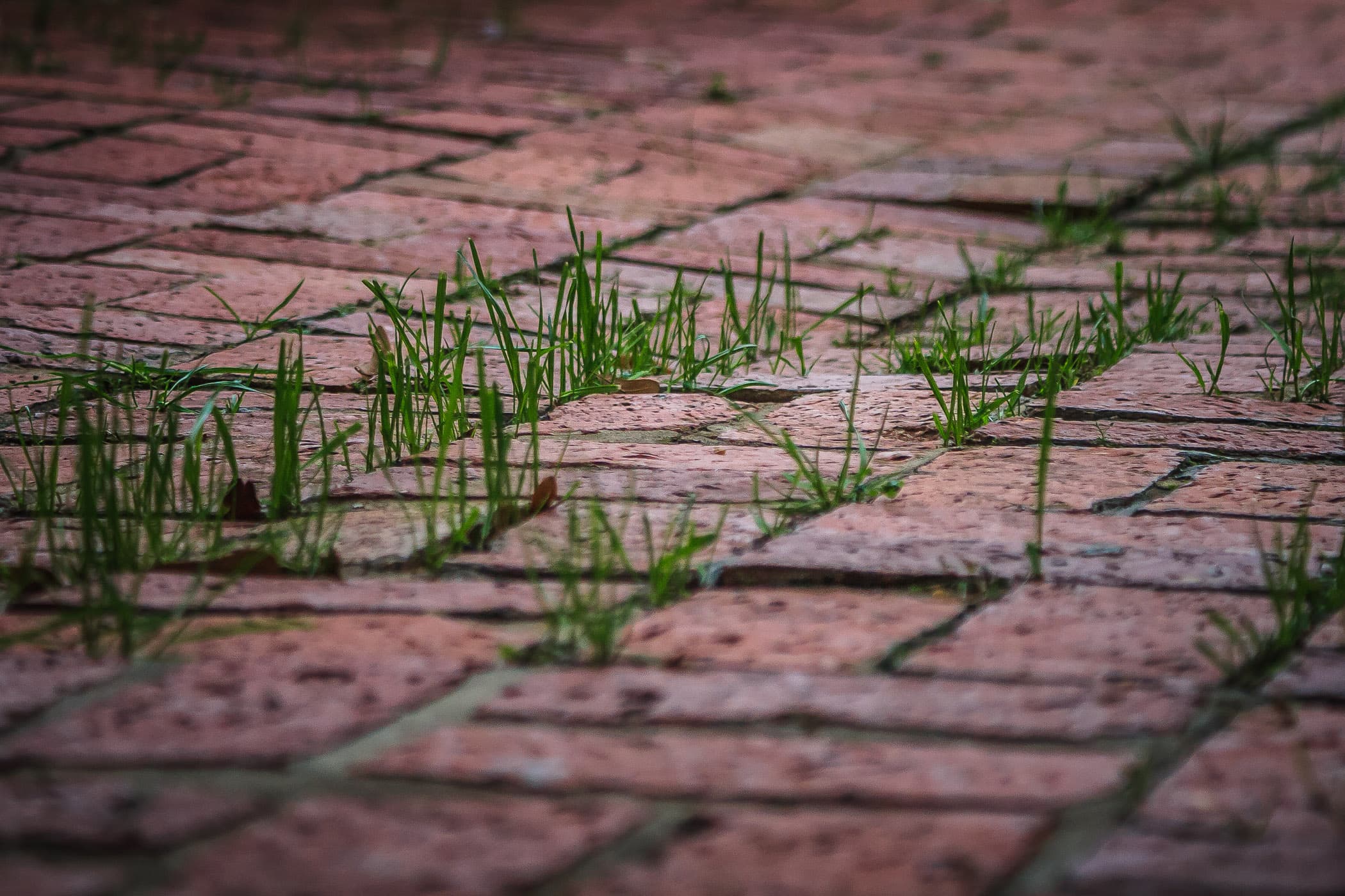 Grass growing in the spaces between bricks, spotted on the campus of Tyler Junior College, Tyler, Texas.