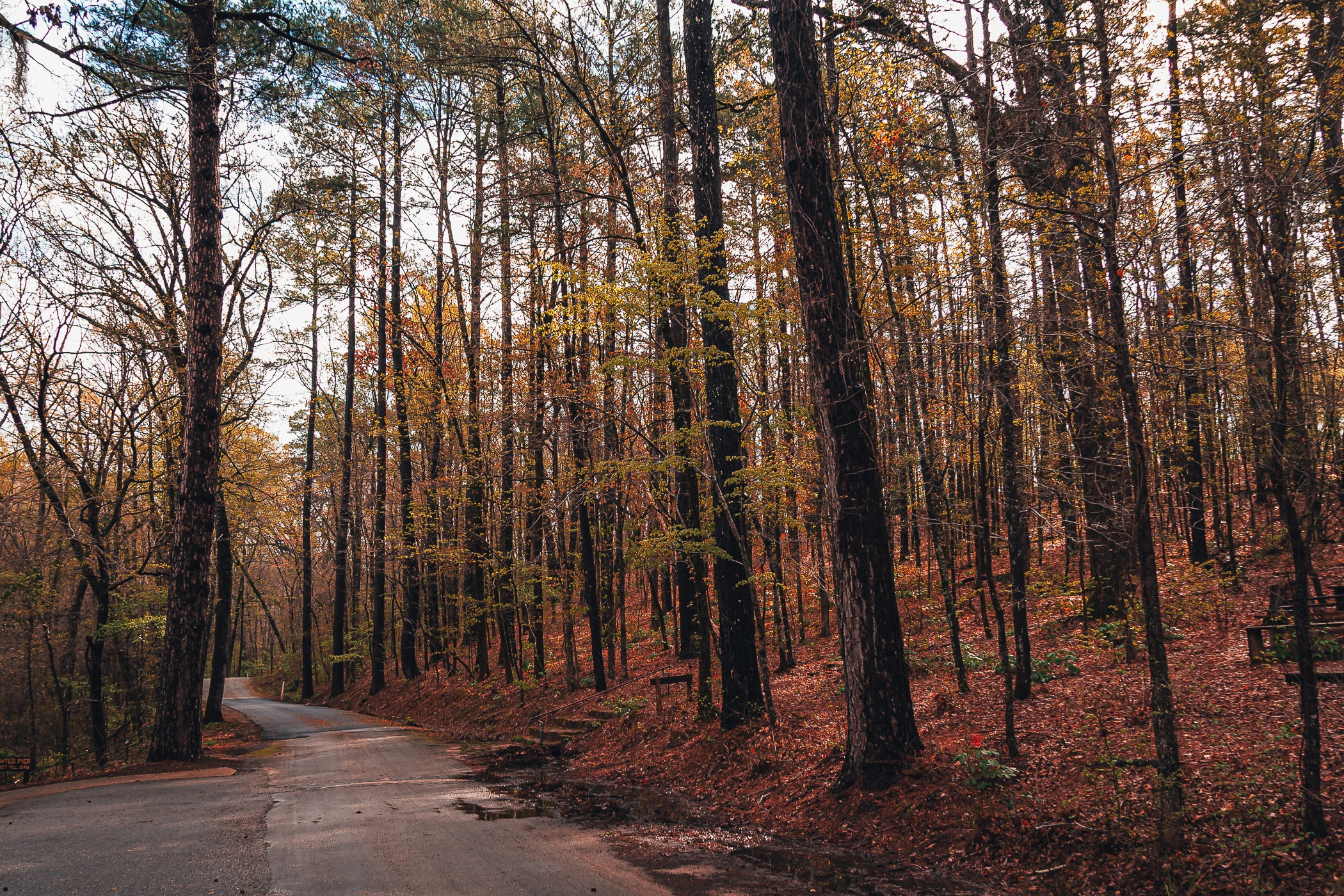 A road among the trees at Caddo Lake State Park, Texas.