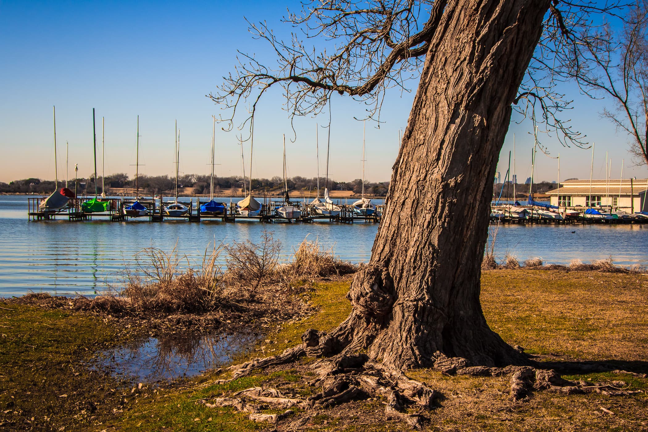 A tree grows ashore of a marina at White Rock Lake, Dallas.