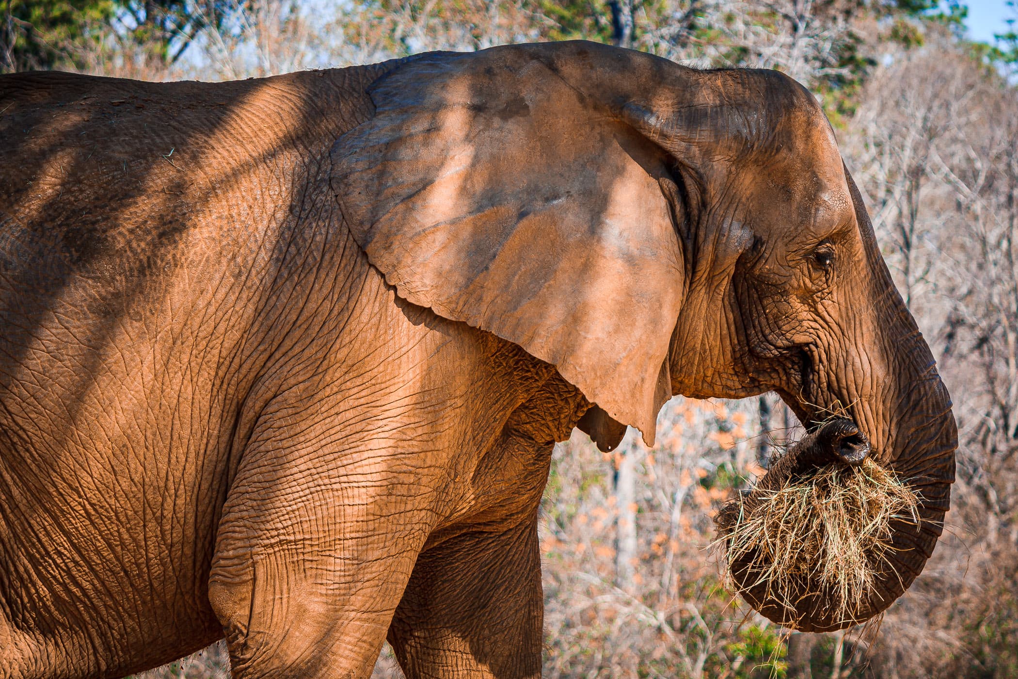 An elephant at Tyler, Texas' Caldwell Zoo enjoys a snack of hay.