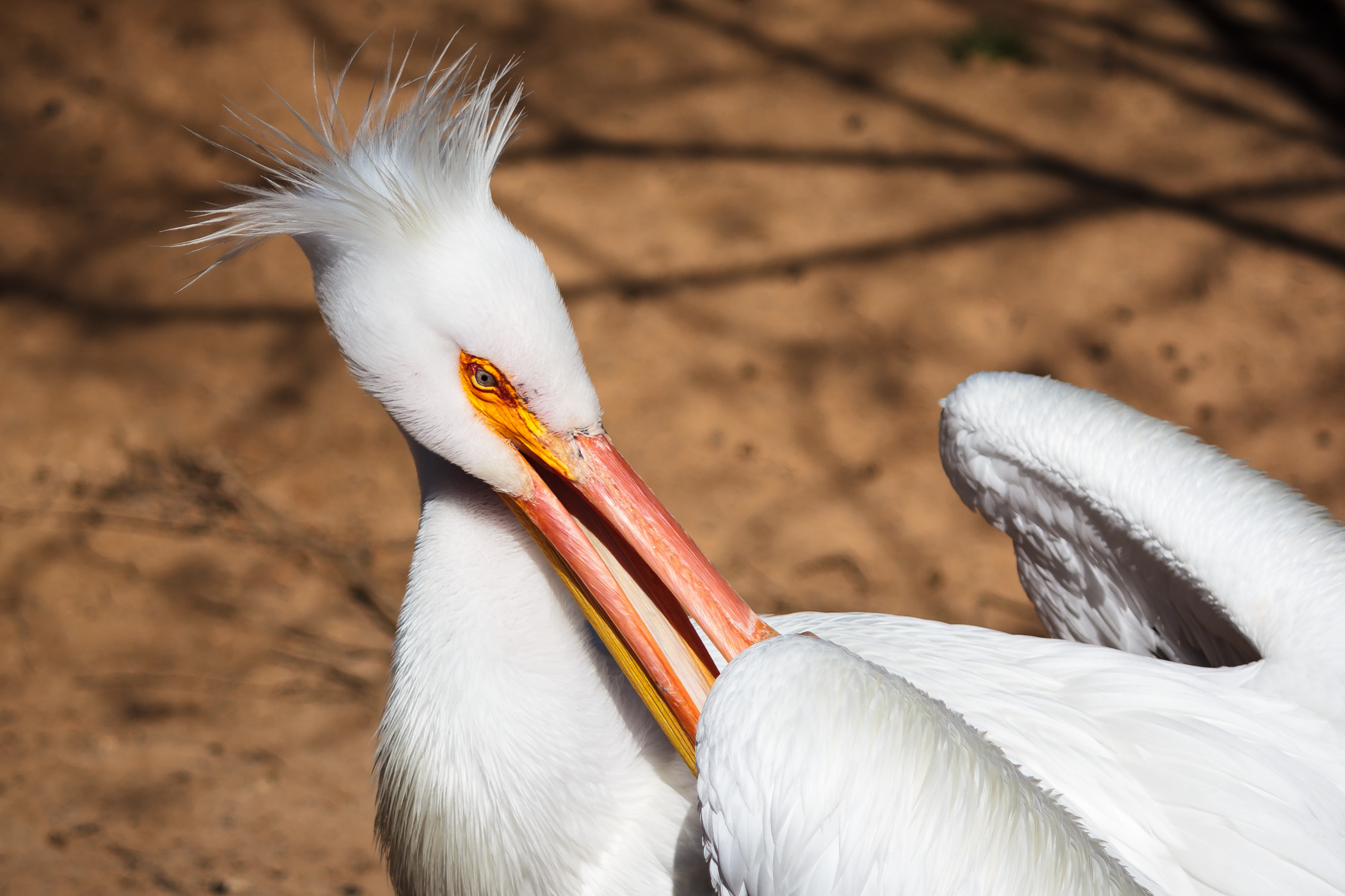 A pelican preens at Tyler, Texas' Caldwell Zoo.