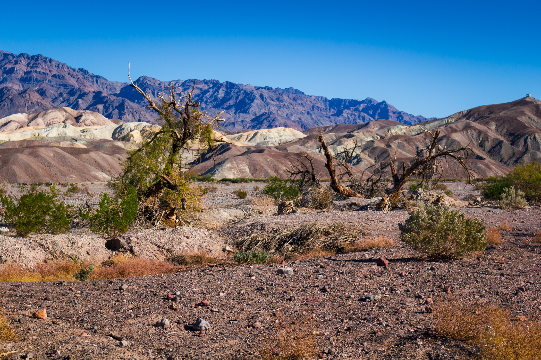 Weathered brush bakes under the desert sun at Death Valley, California.