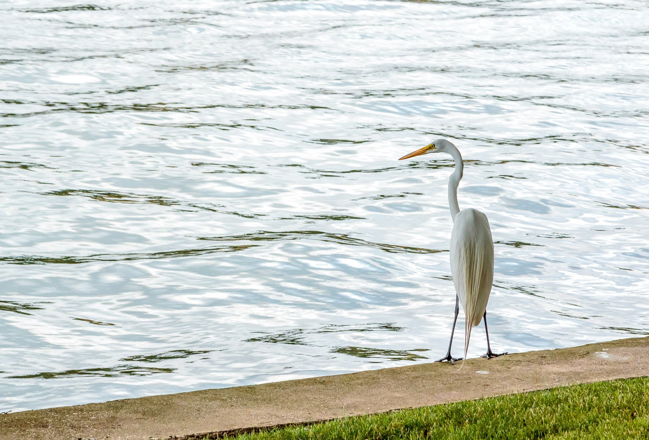 A crane spotted along the Mandalay Canal, Las Colinas, Irving, Texas.