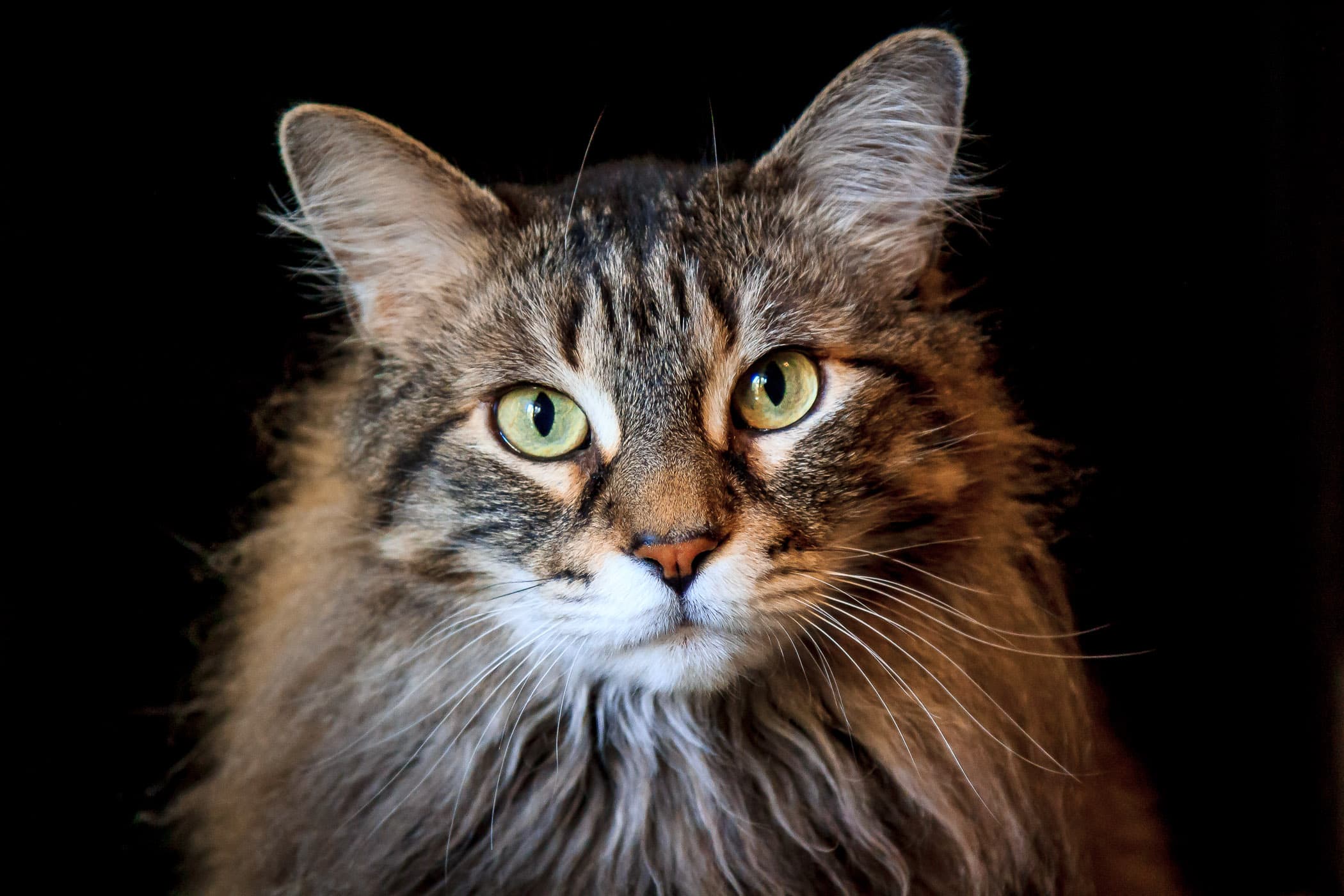 A portrait of one of our Maine Coon cats, Squeaky.
