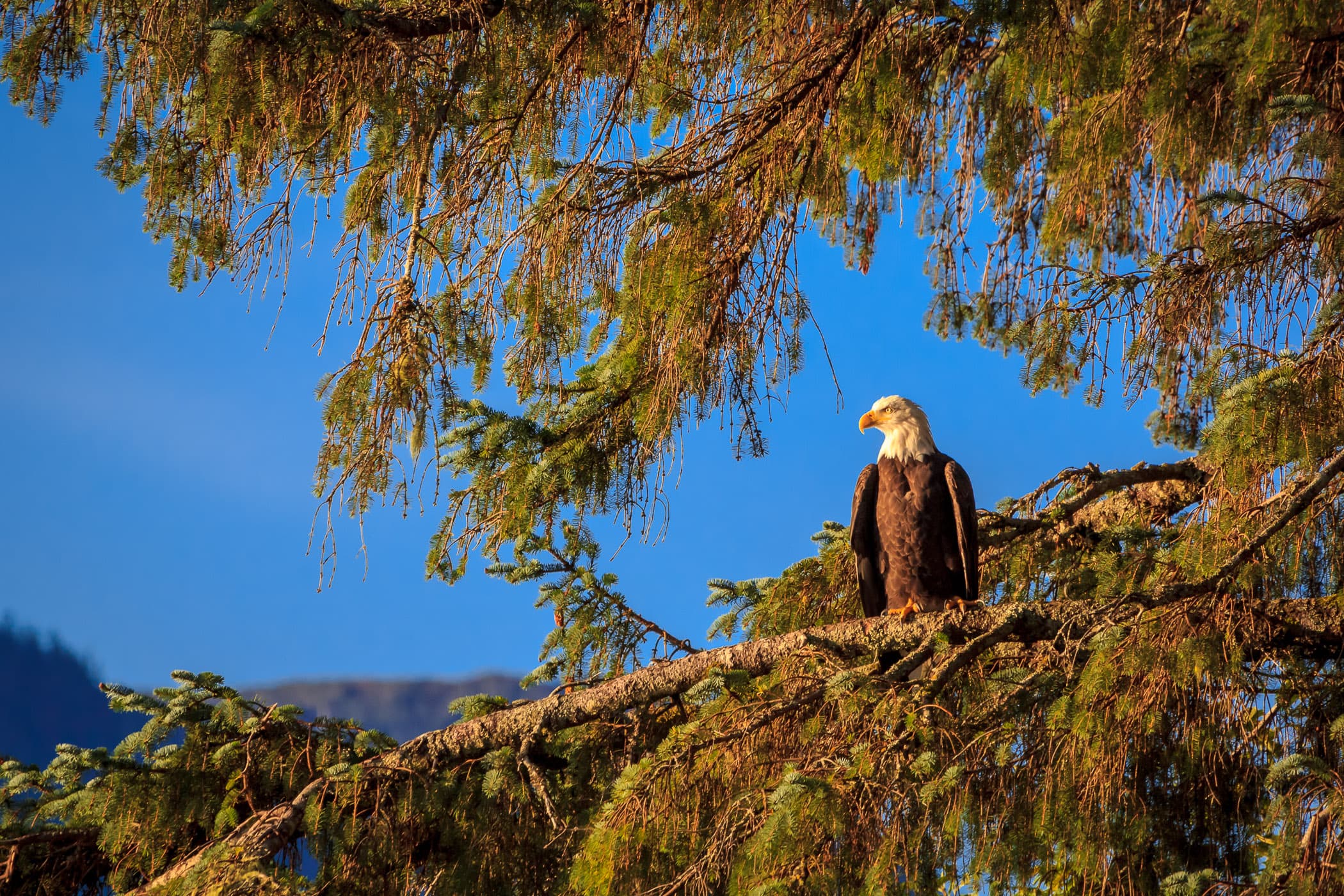 A bald eagle surveys his domain from a treetop in Ketchikan, Alaska.