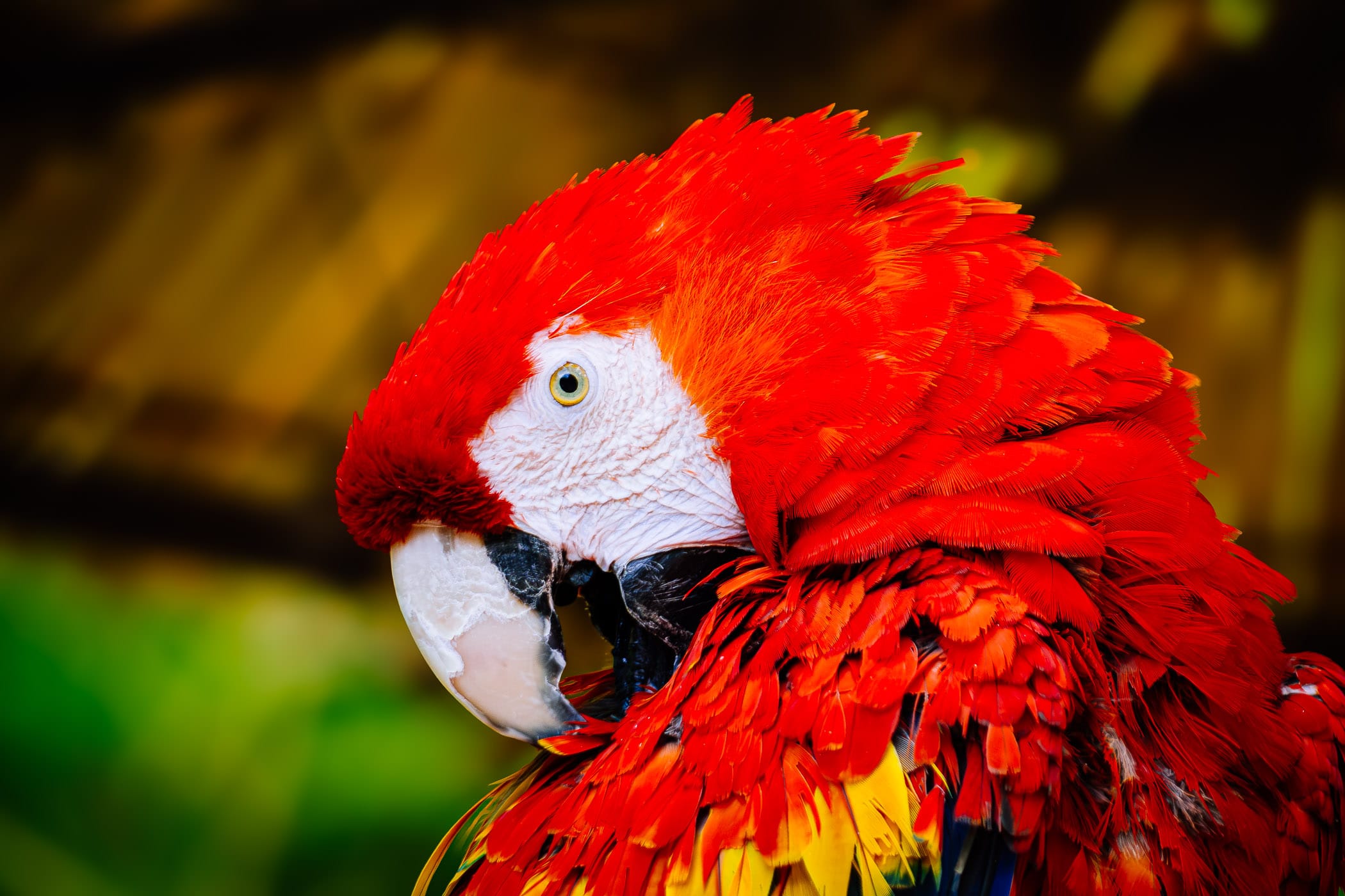 A scarlet macaw at Tyler, Texas' Caldwell Zoo.