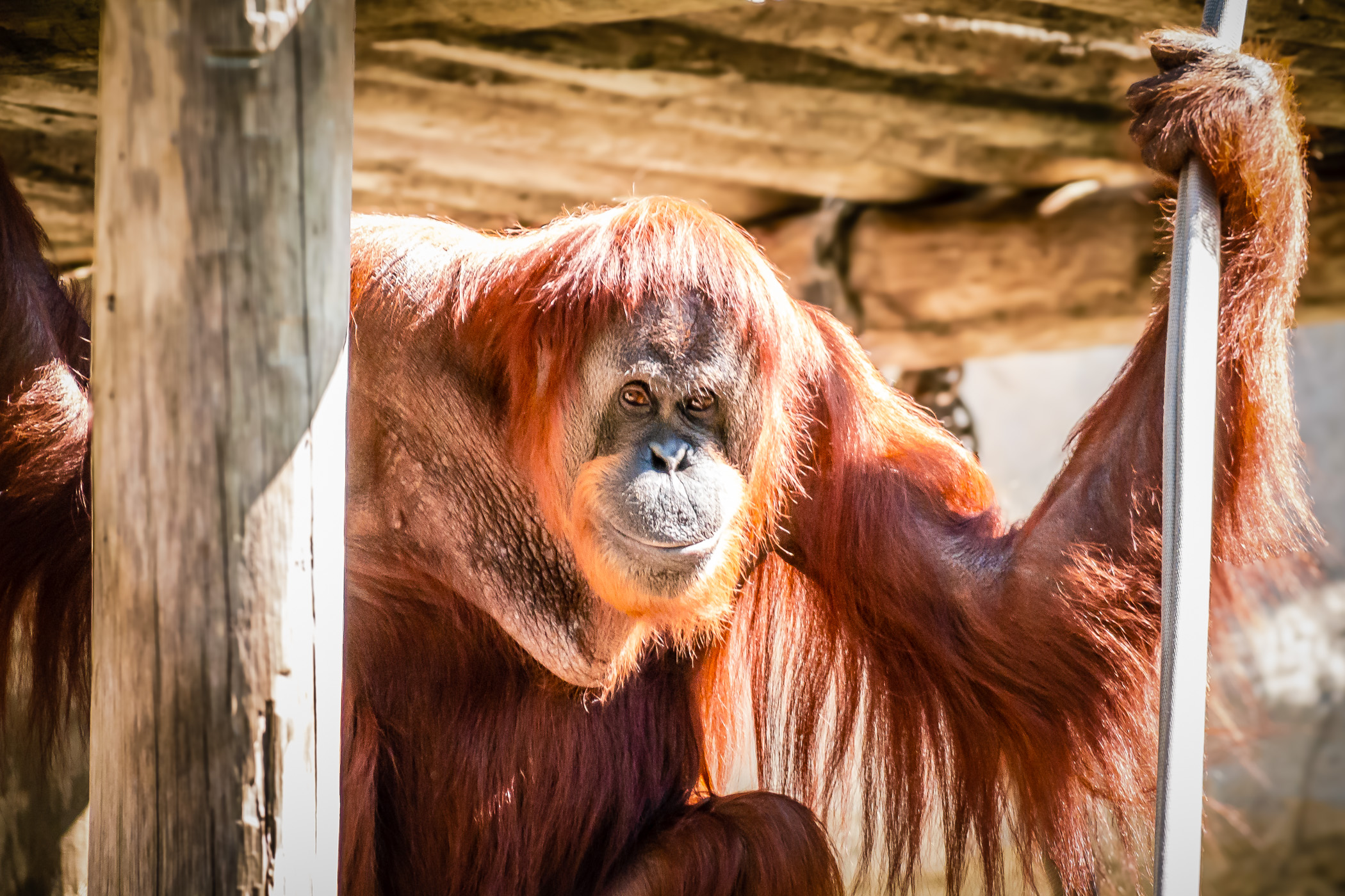 This orangutan at the Fort Worth Zoo seems to have a sly, smirking expression on his face.