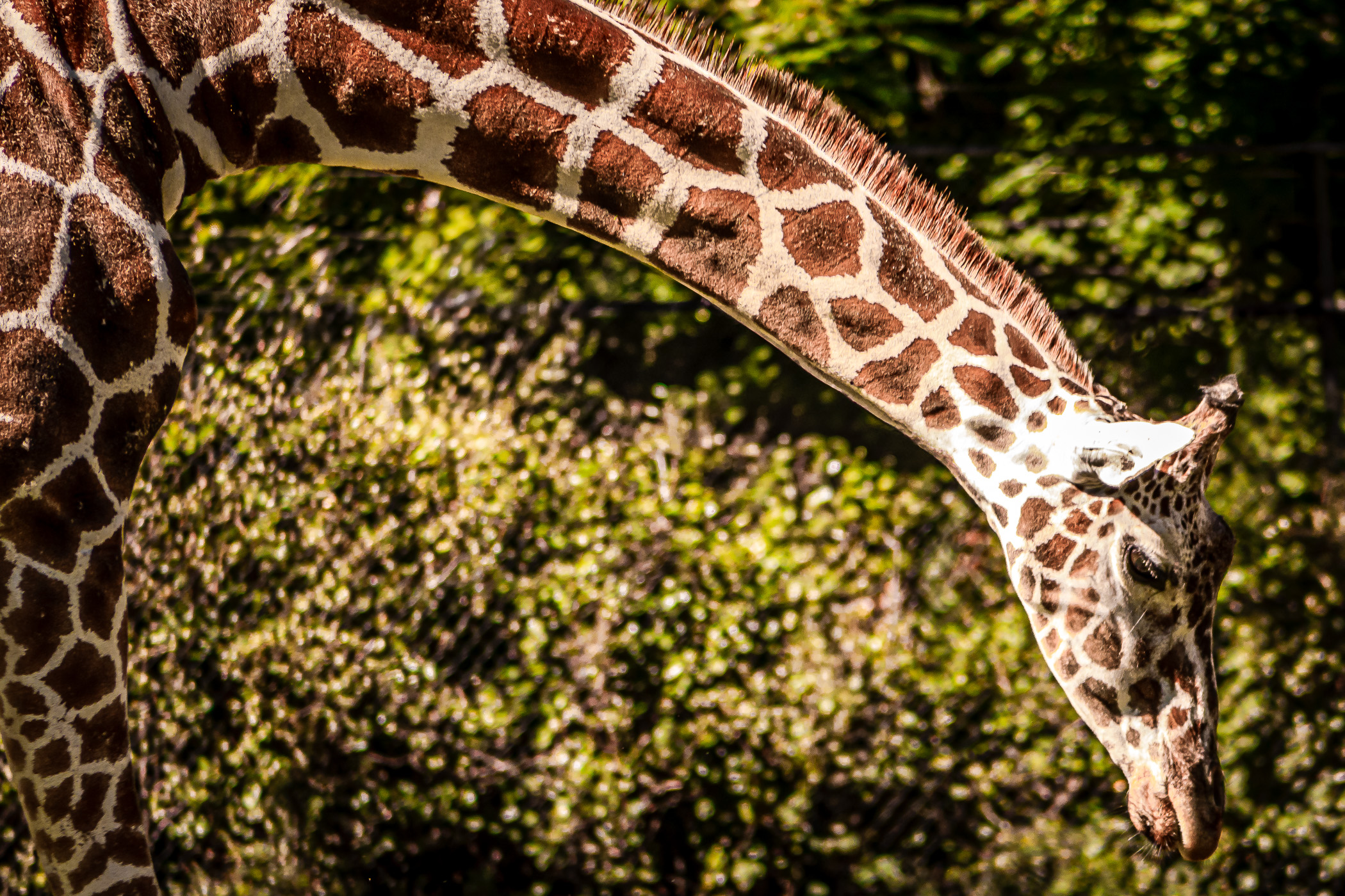 A giraffe arches its long neck at the Fort Worth Zoo.